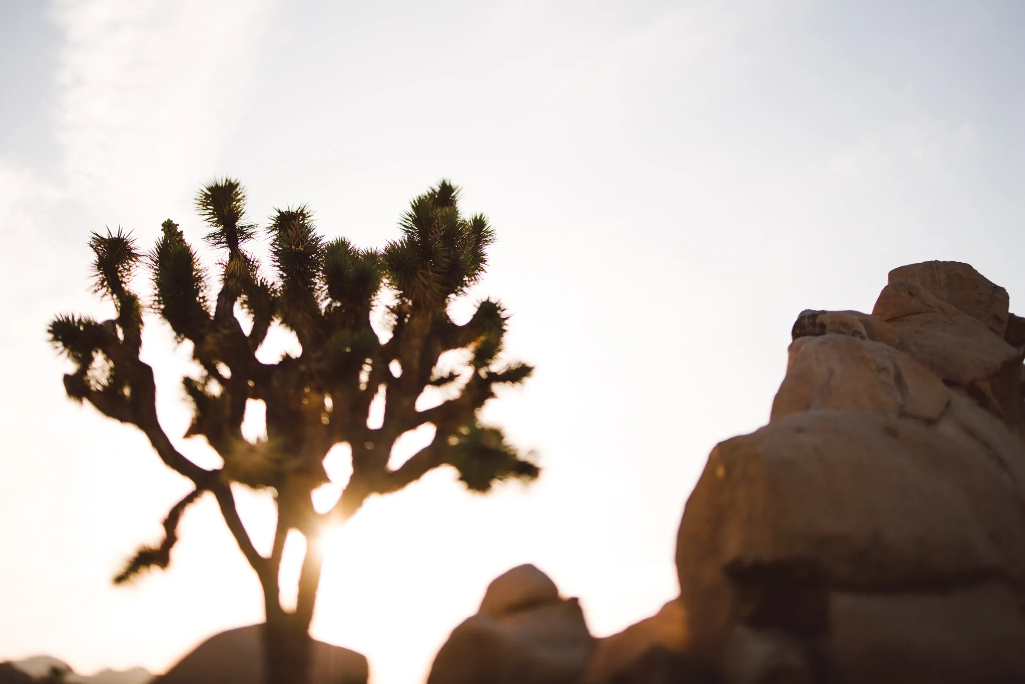 ©The Ryans Photography - Los Angeles Travel - Joshua Tree National Park-038.jpg