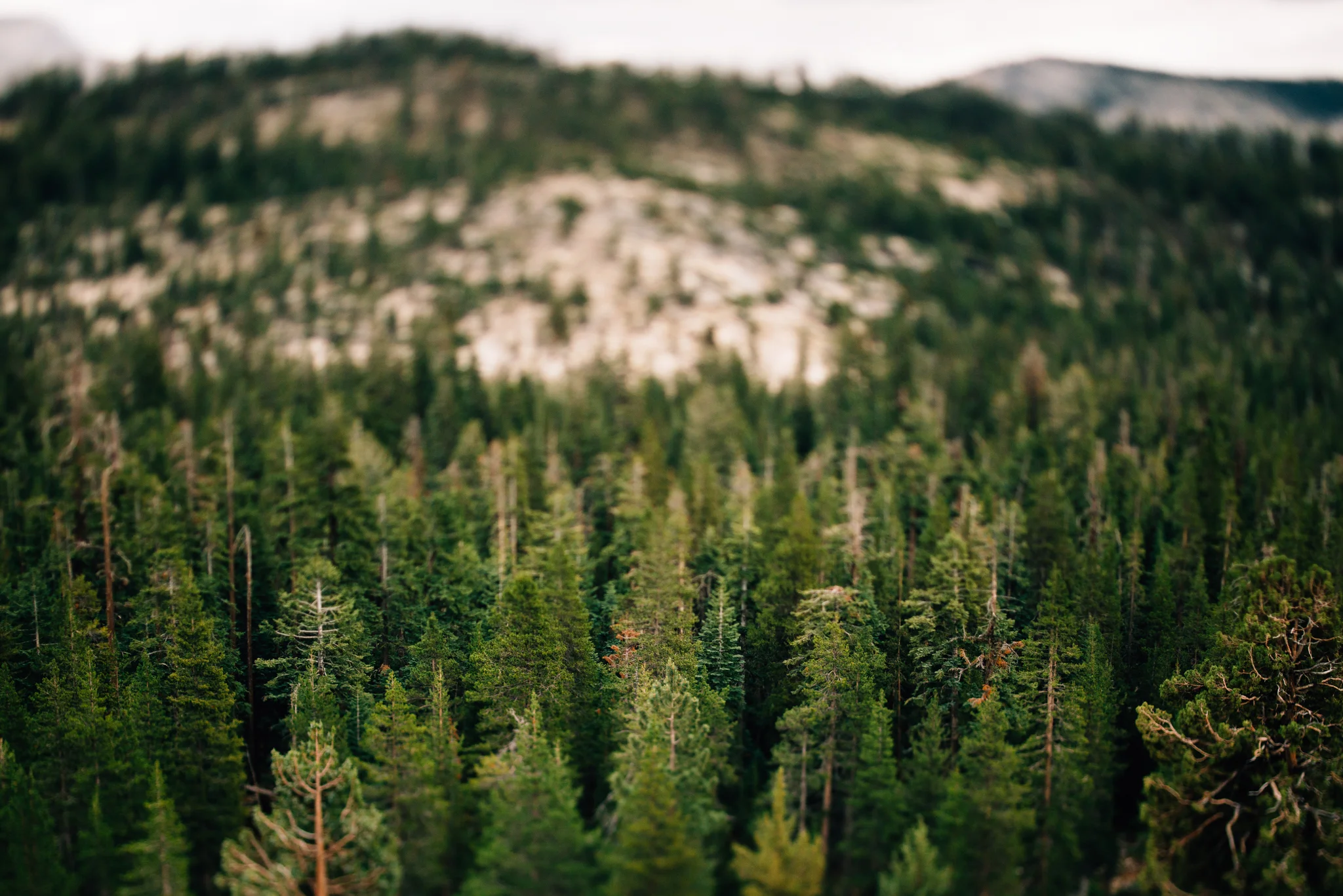©The Ryans Photography - Los Angeles Travel - Tuolomne Meadows Yosemite-028.jpg