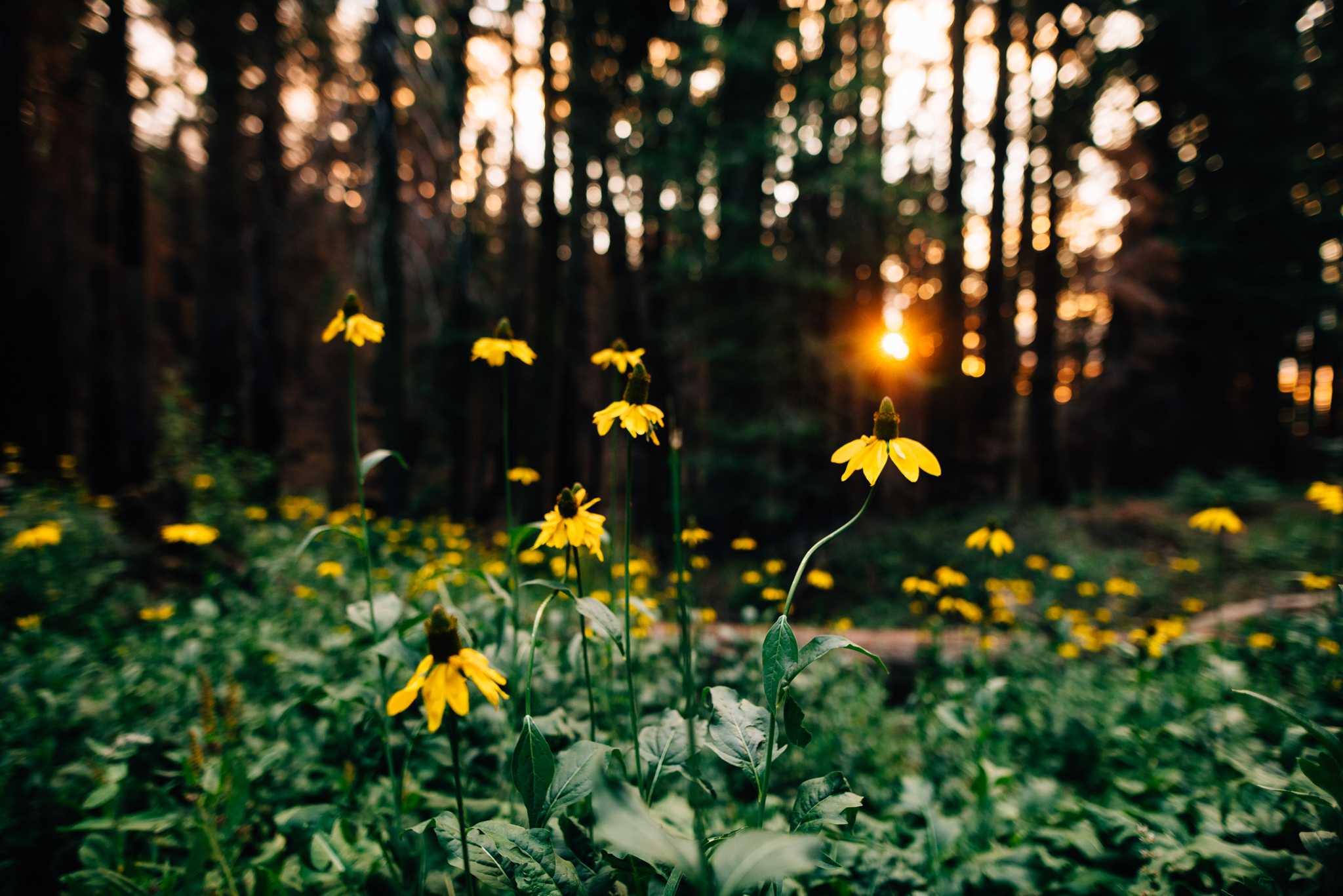 ©The Ryans Photography - Los Angeles Travel - Tuolomne Meadows Yosemite-039.jpg