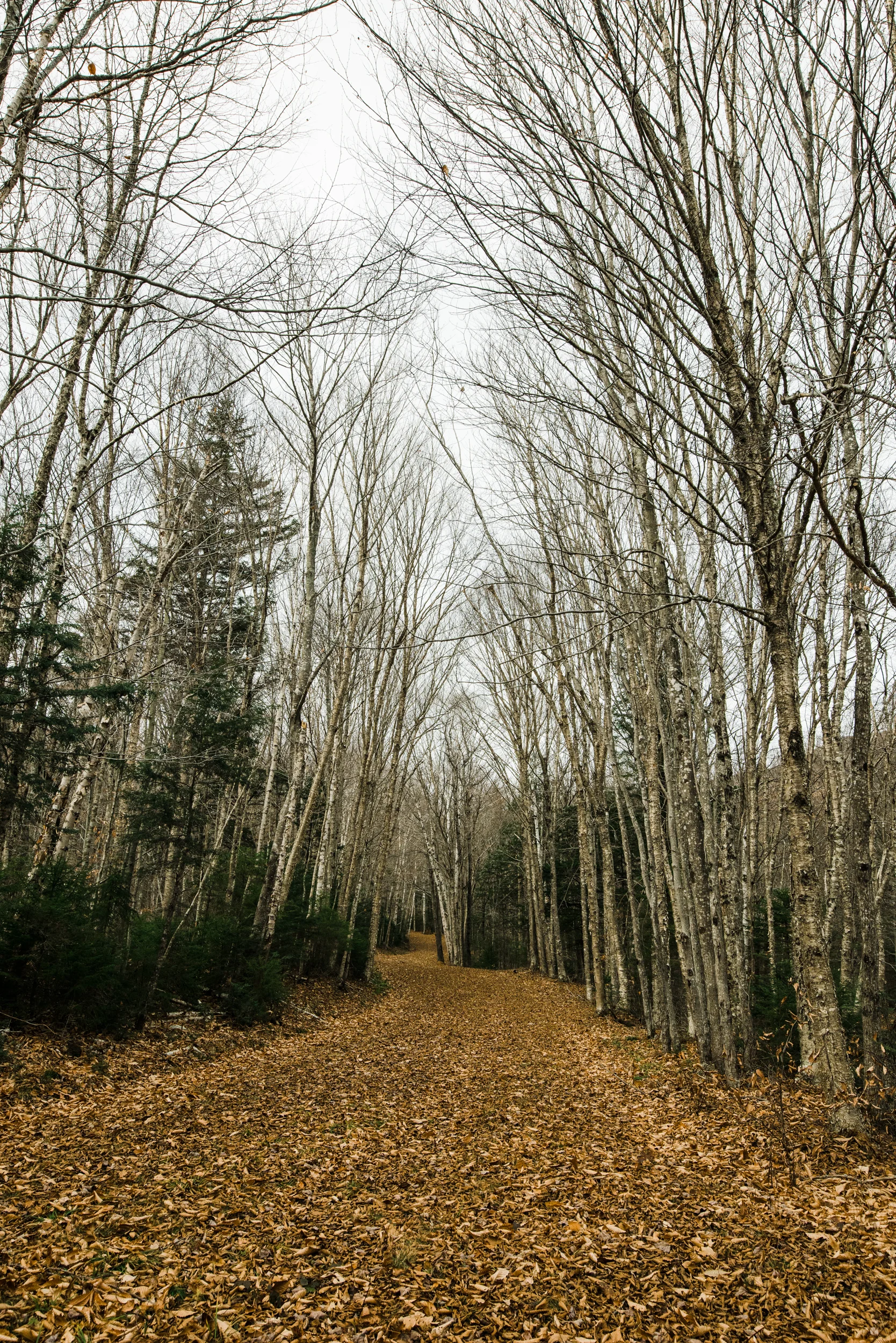 ©The Ryans Photography - White Mountain, New Hampshire Adventure-019.jpg
