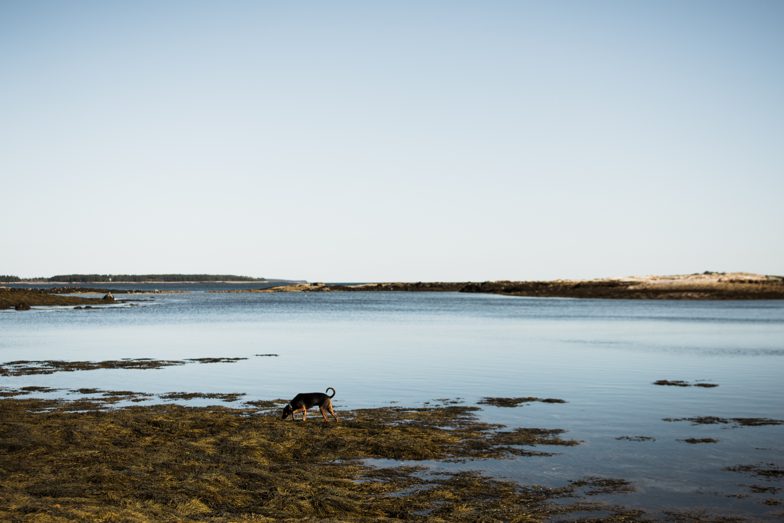 ©The Ryans Photography - Acadia, Maine-021.jpg