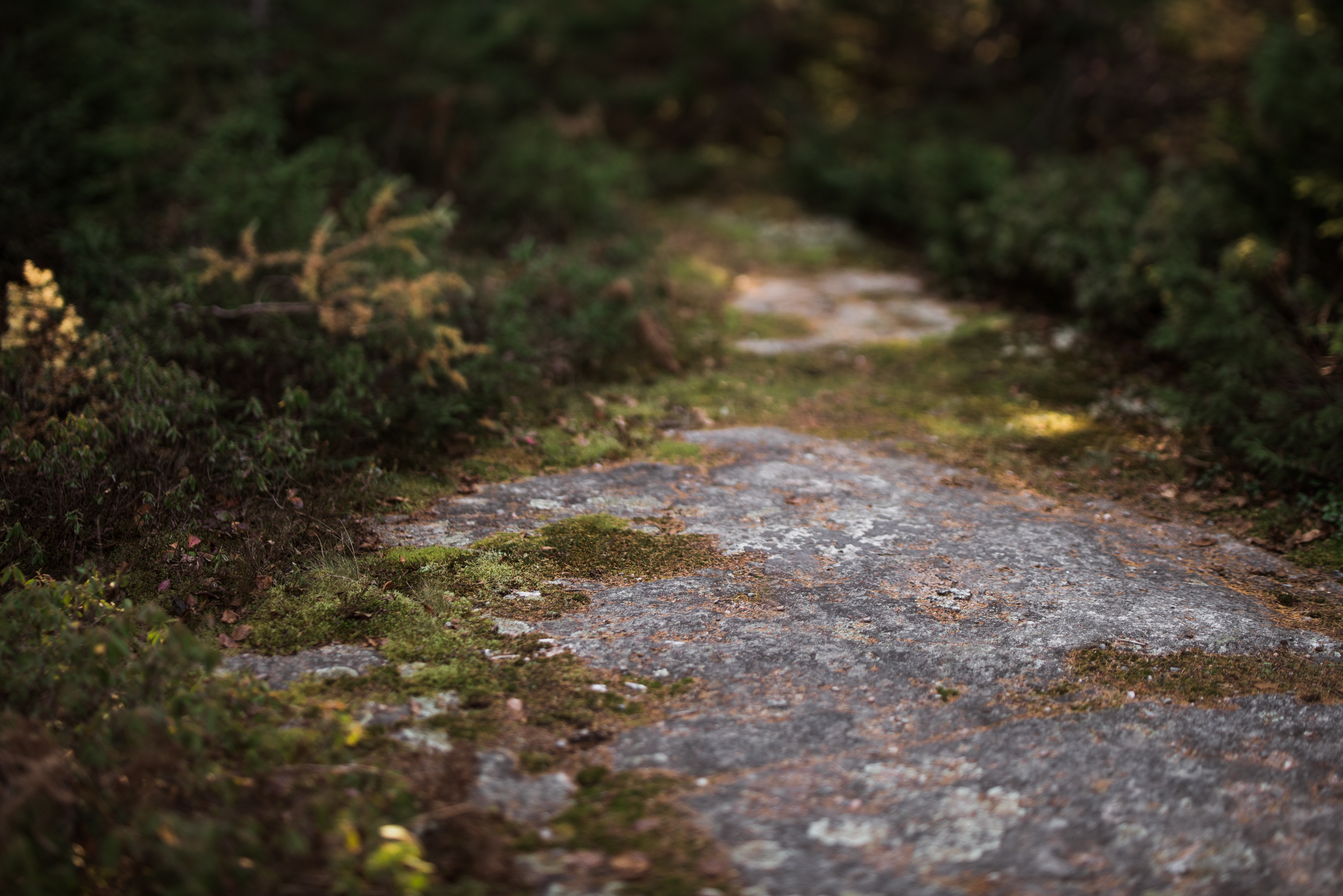 ©The Ryans Photography - Acadia, Maine-036.jpg