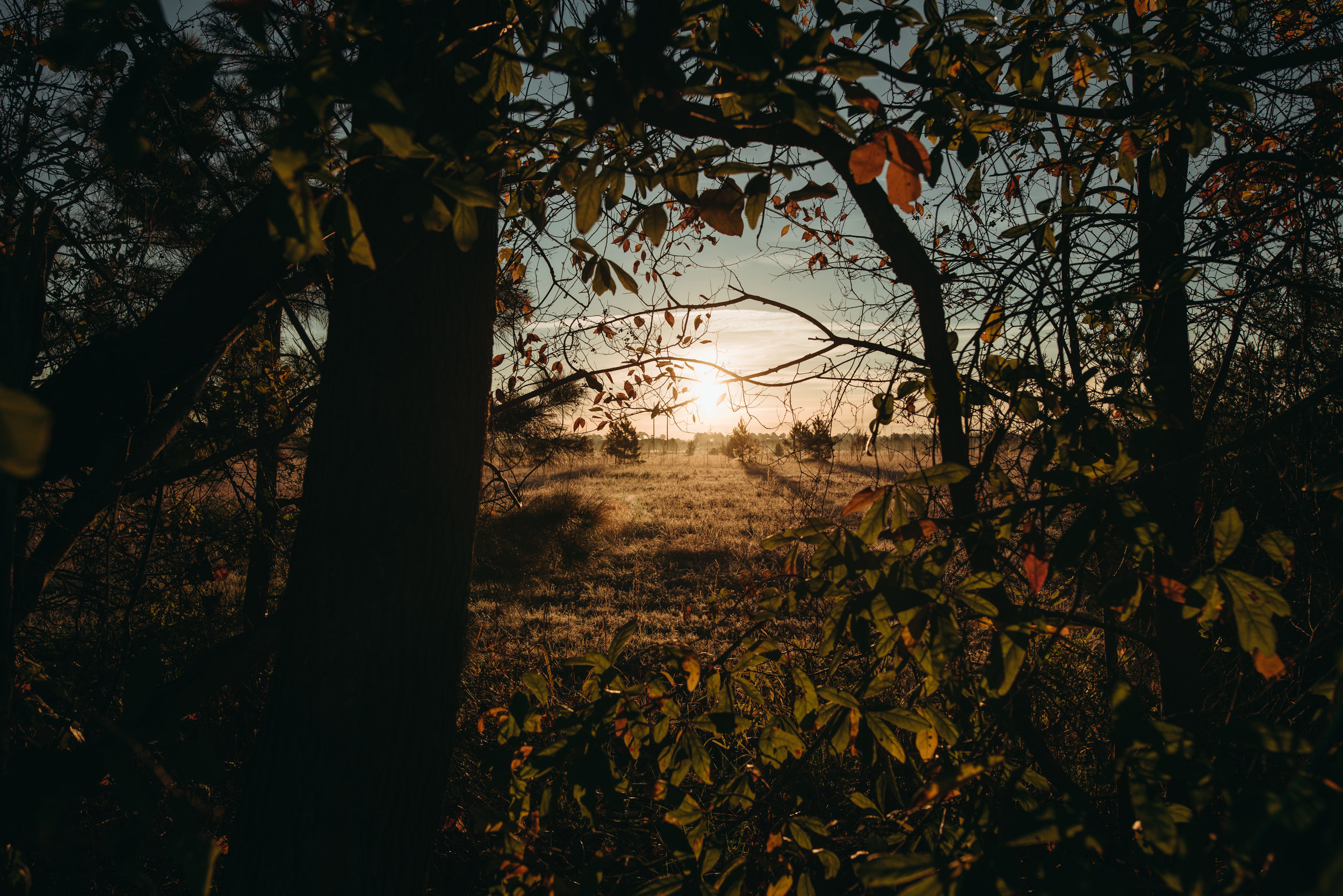 ©The Ryans Photography - North Carolina Swamp-001.jpg