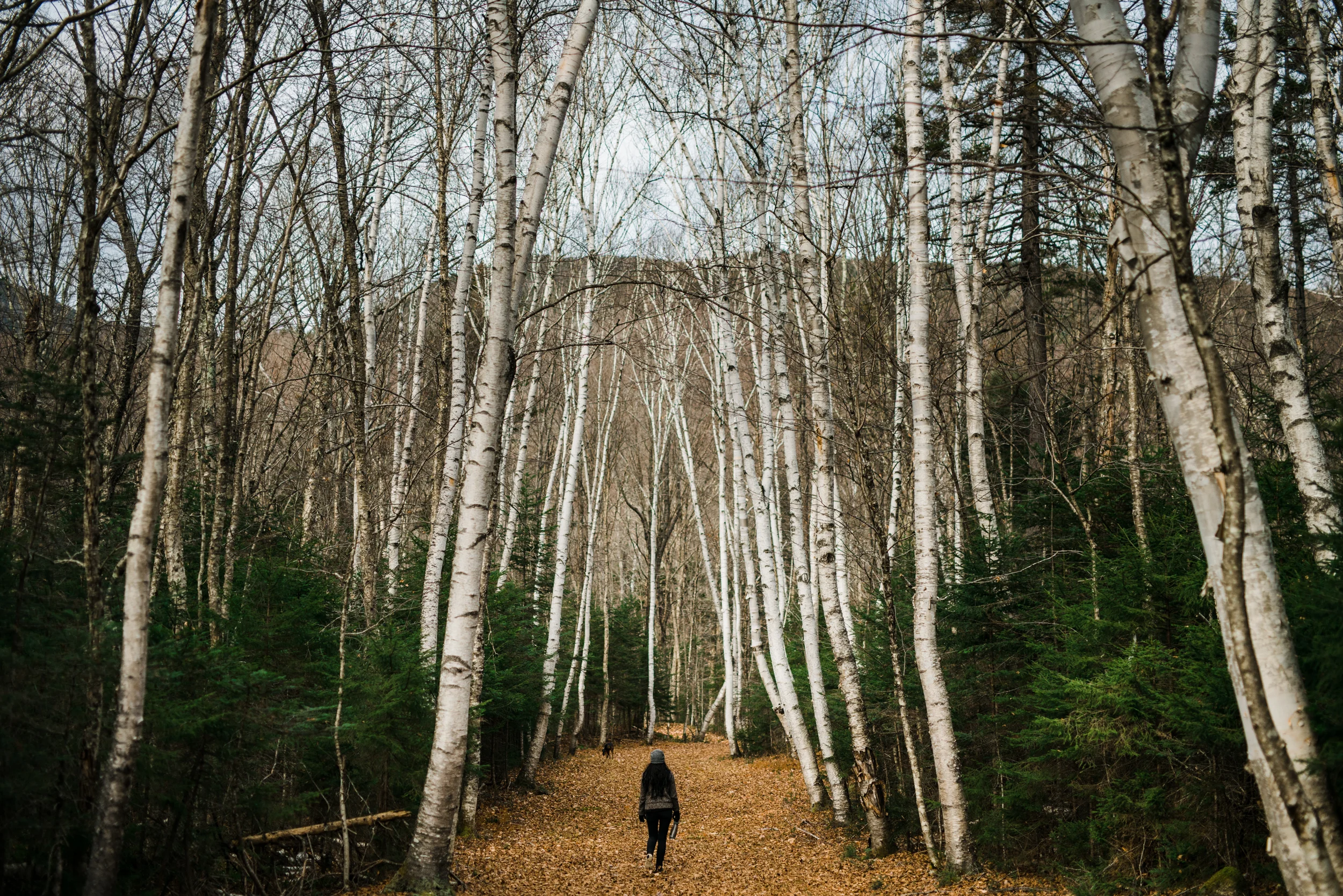 White Mountain, New Hampshire