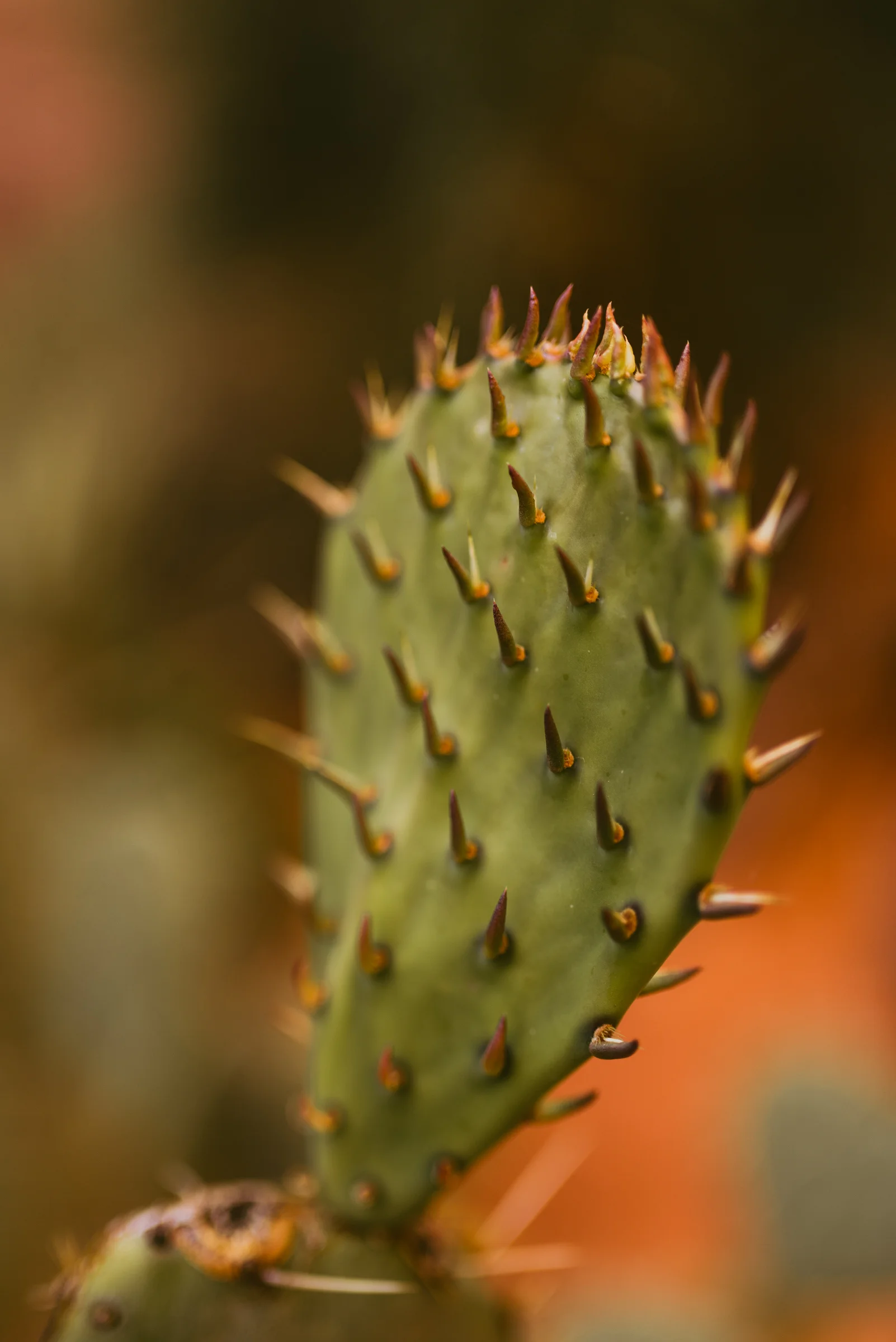 ©The Ryans Photography - Sedona Travel-20.jpg