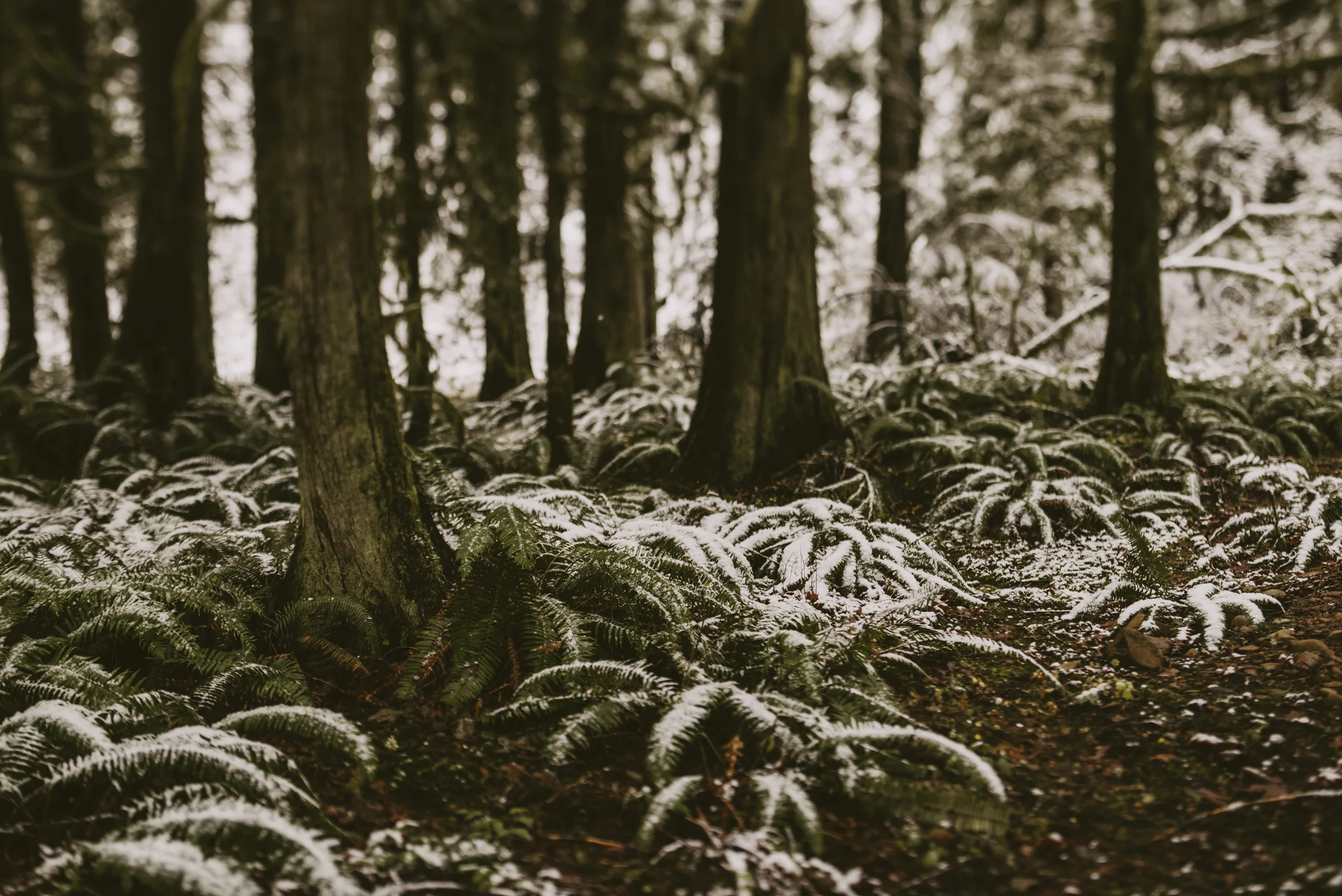 ©TheRyans- Winter Travel, Colton Oregon -15.jpg