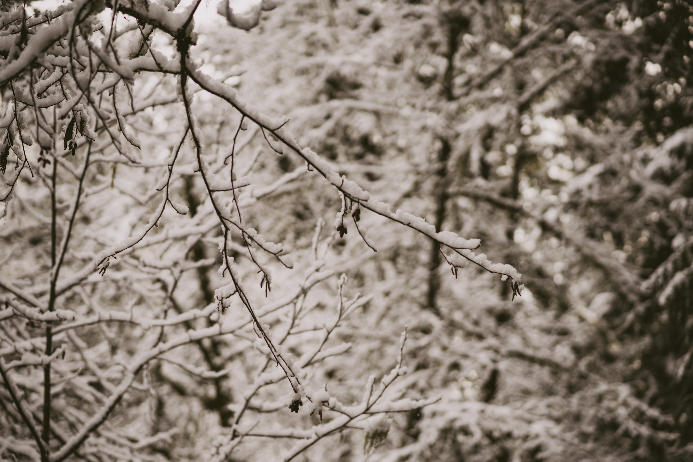 ©TheRyans- Winter Travel, Colton Oregon -20.jpg