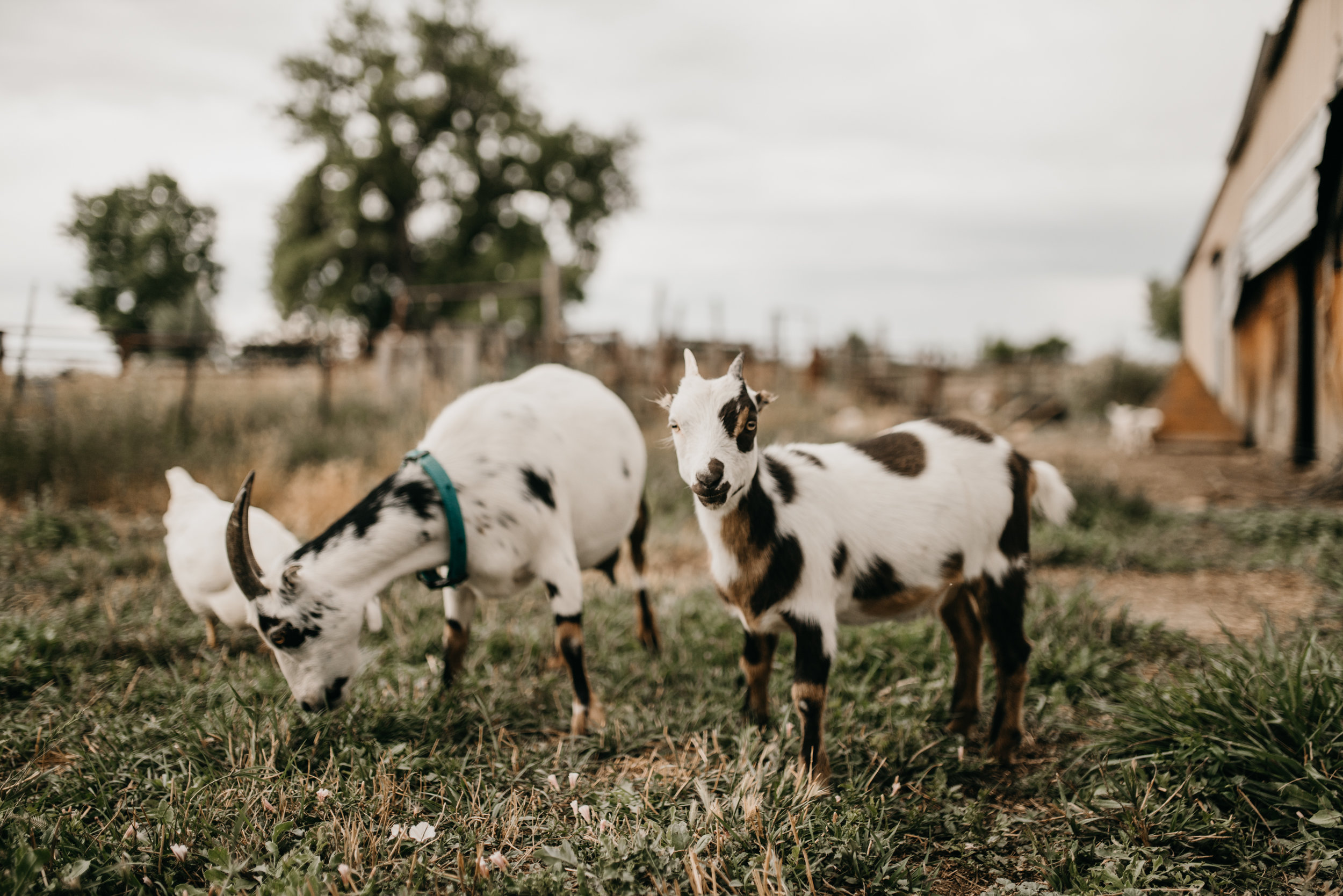 © The Ryans Photo - Estes Park, Colorado-59.jpg