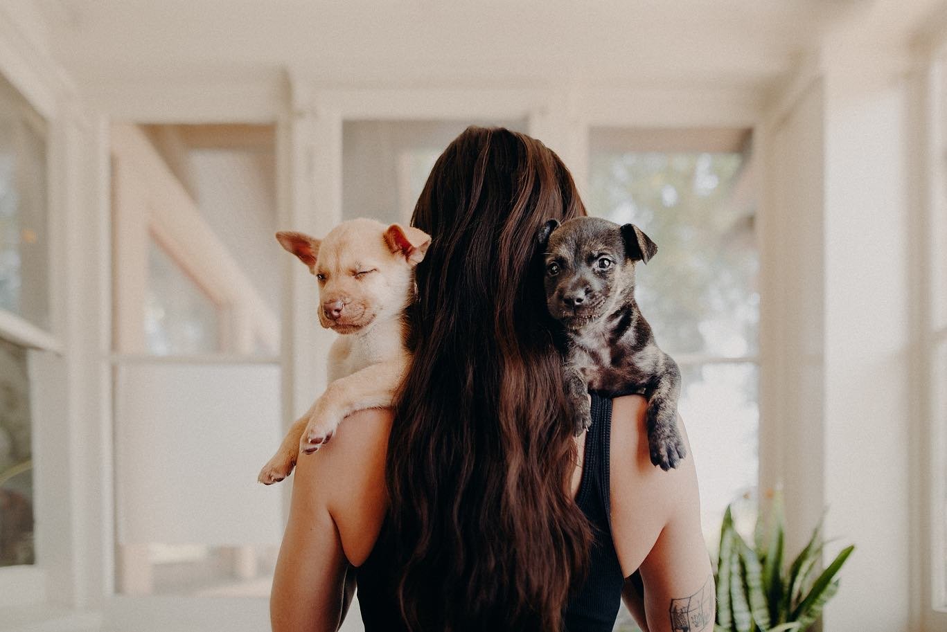 Fostering this puppy fam. All seven are available for adoption, including the teen mom. Hit up @pupswithoutborders if you want to foster or adopt! &lt;3
