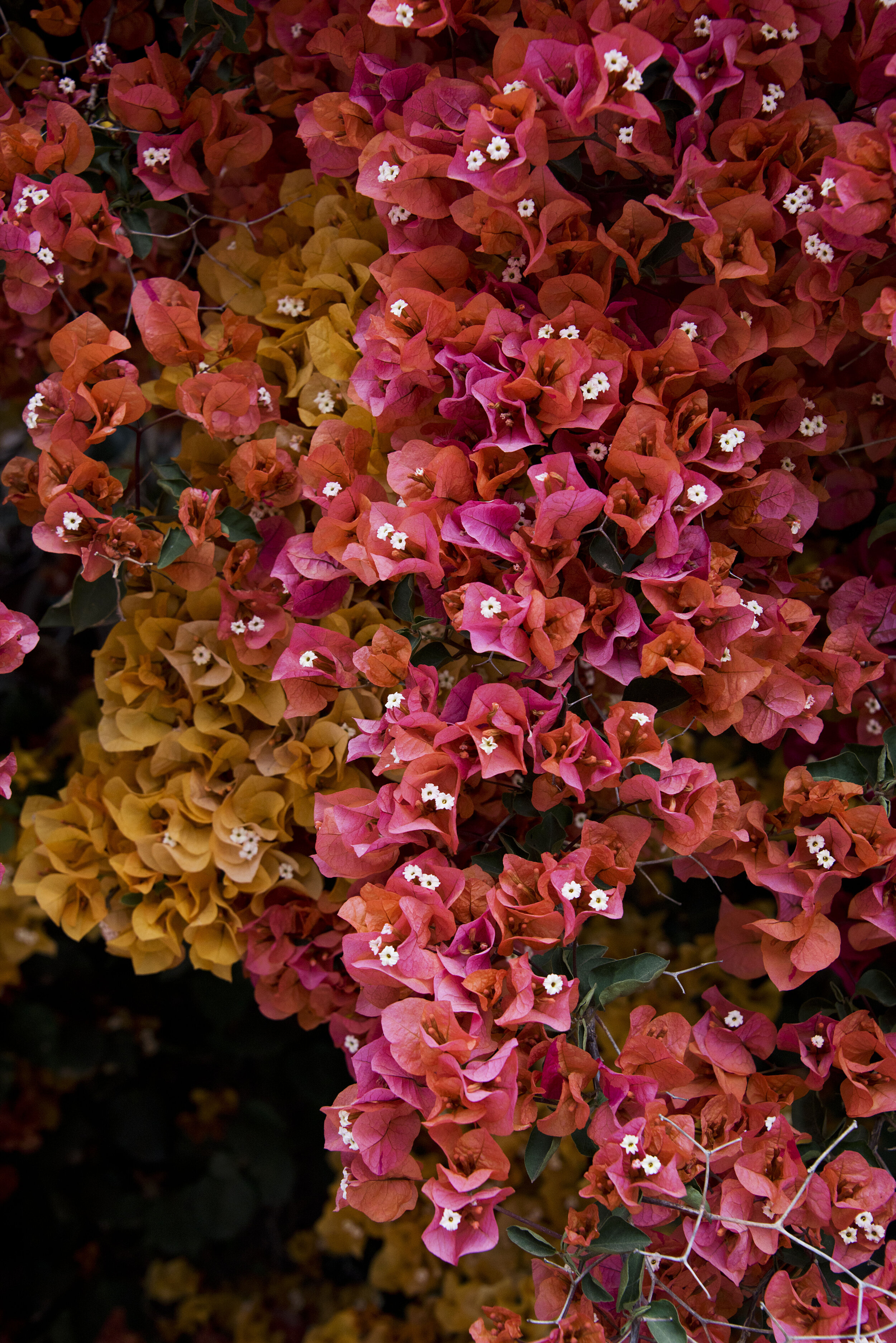d81_2363.jpg