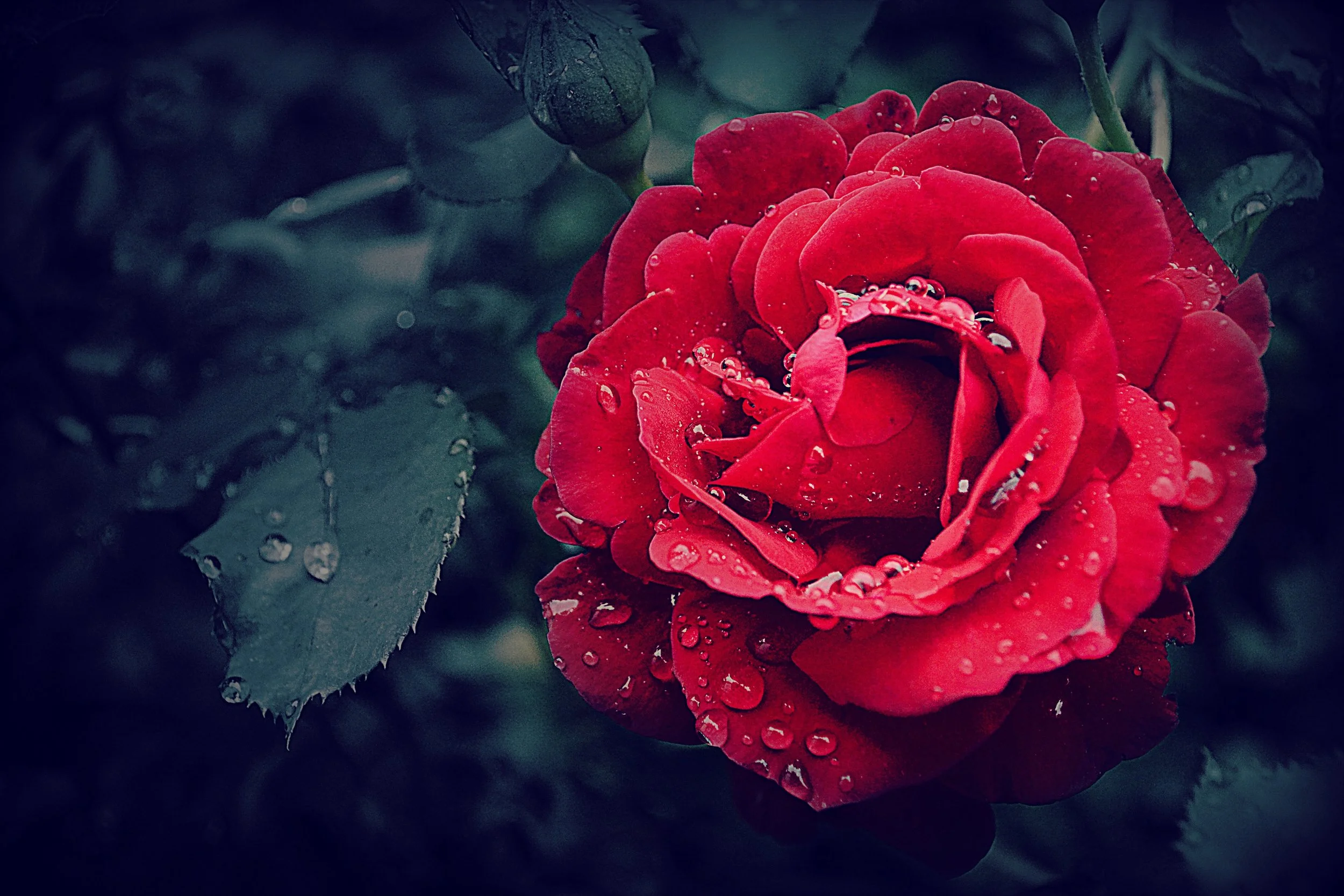 beautiful-bloom-blooming-593655.jpg
