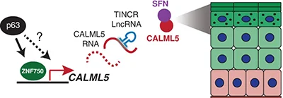 2015_CALML5_2.jpg