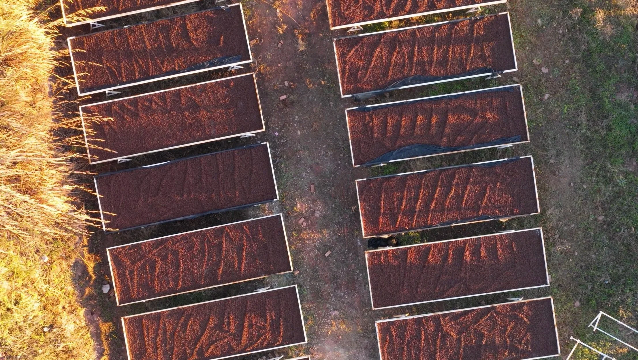 The Rise of Yunnan Coffee