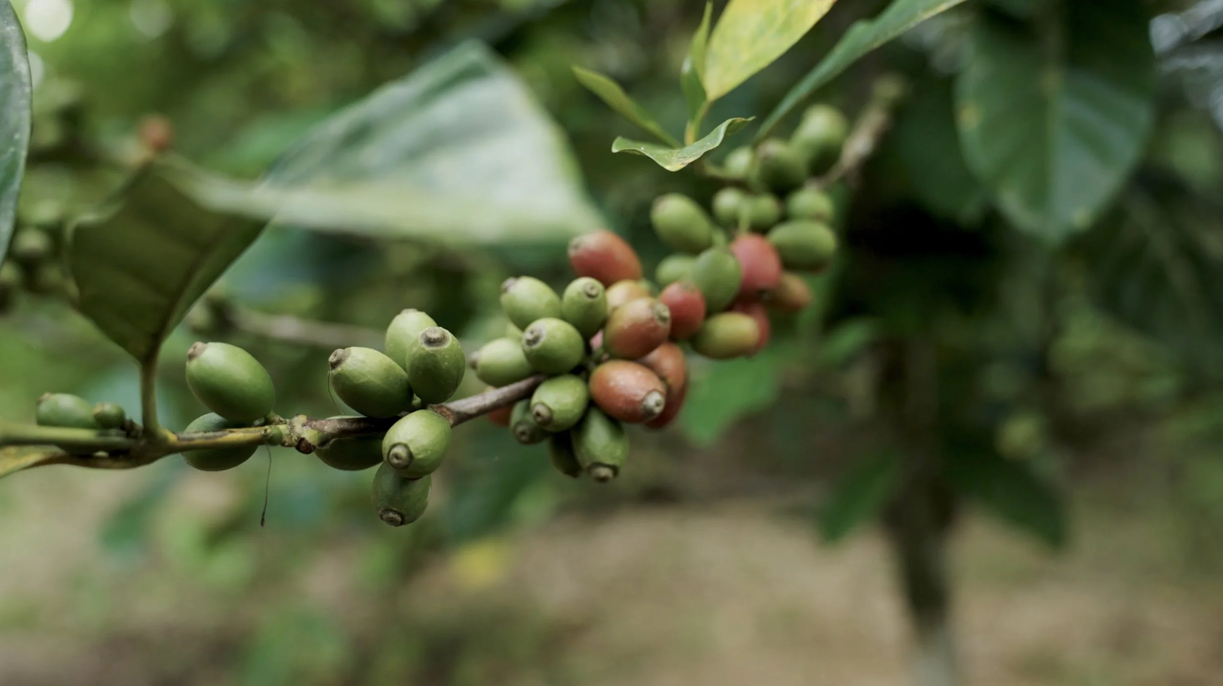 Beyond Arabica | Malaysian Liberica