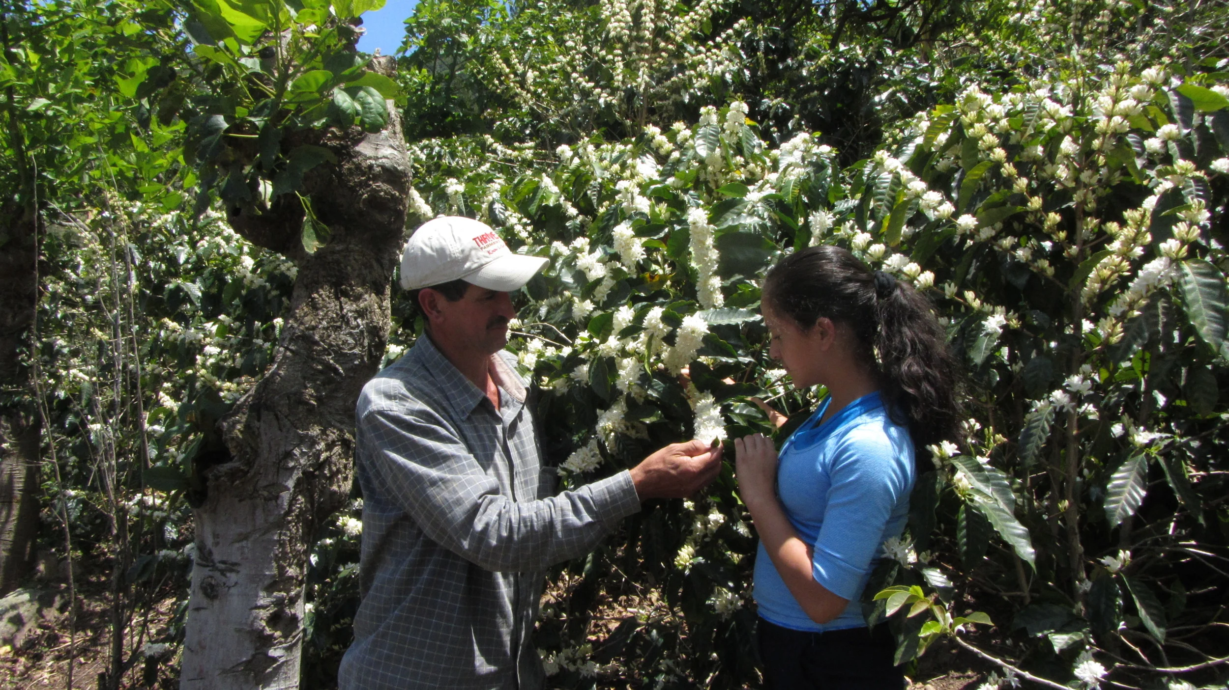 Coffee Spotlight Garbanzo Nuñez Estate — Cup to Cup Coffee Roasters