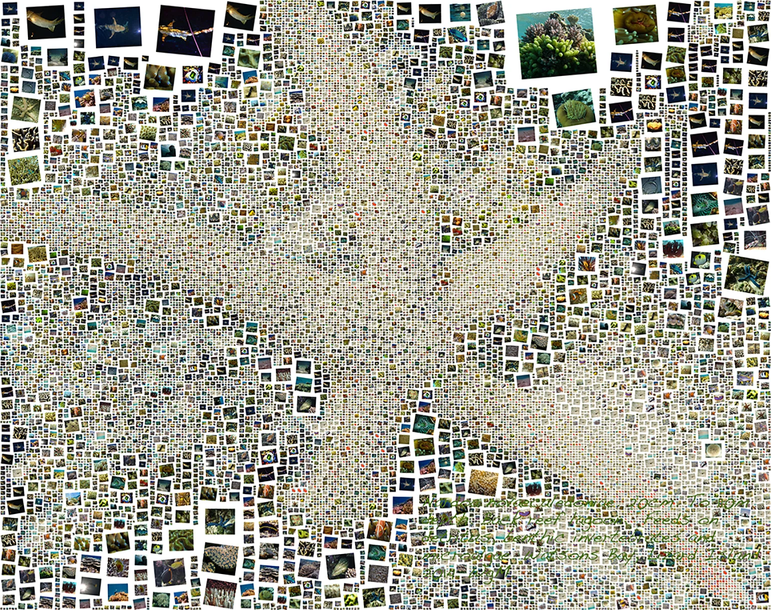 Nardoa novaecaledoniae