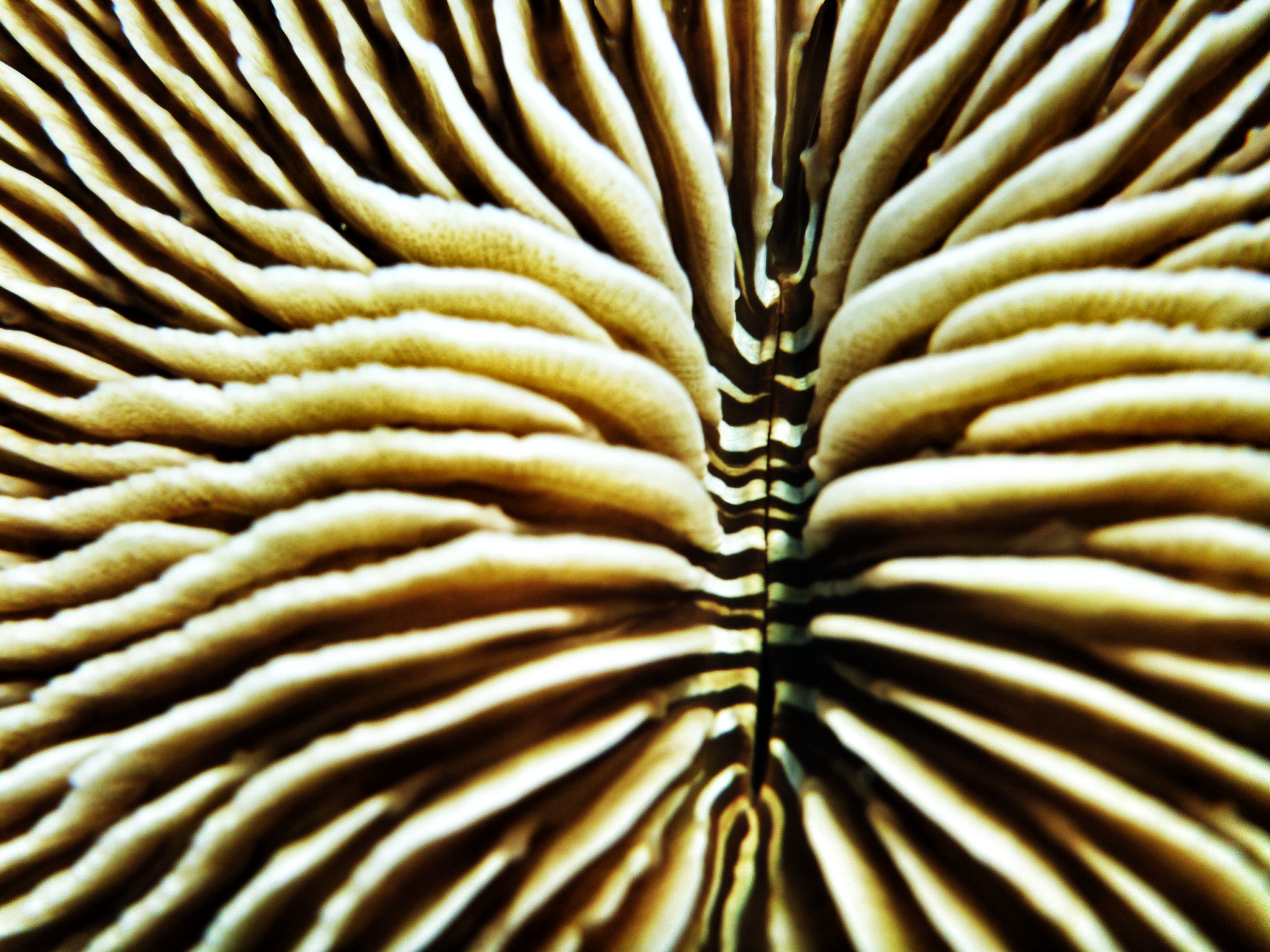 Mushroom Coral