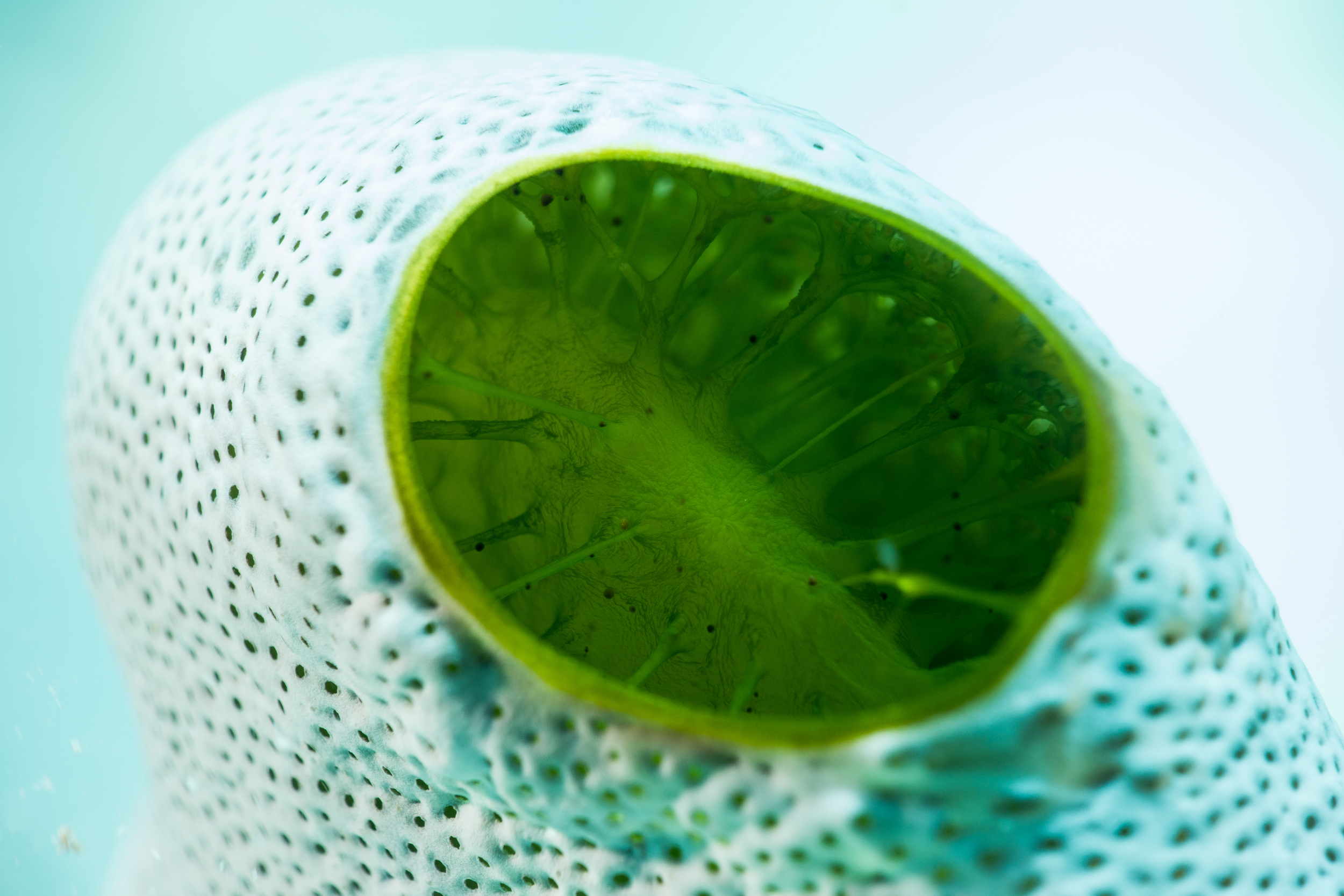 Compound Sea Squirt - Ascidian