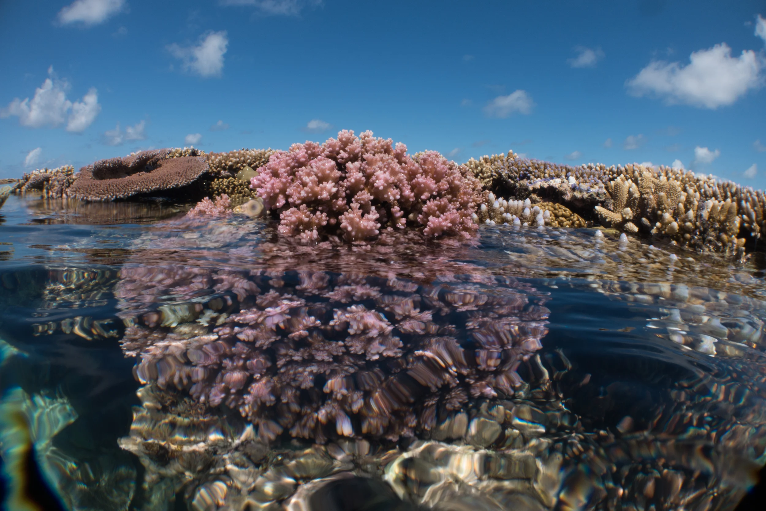 Why is the top of a reef flat?