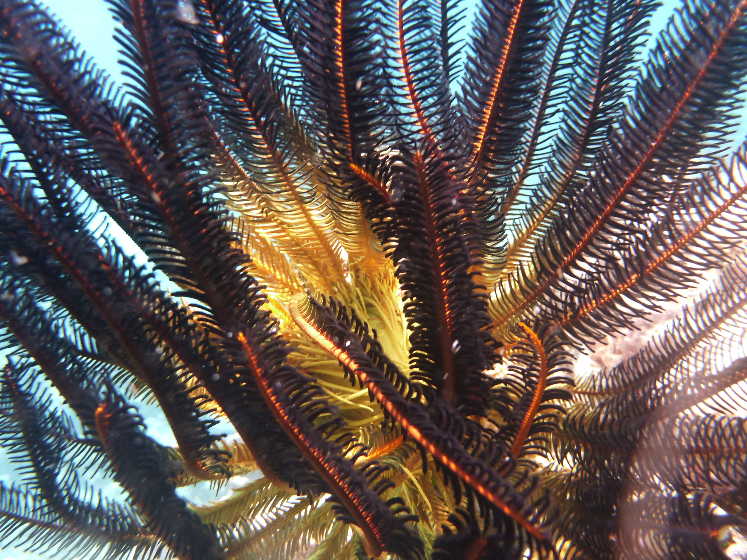 Feather Star