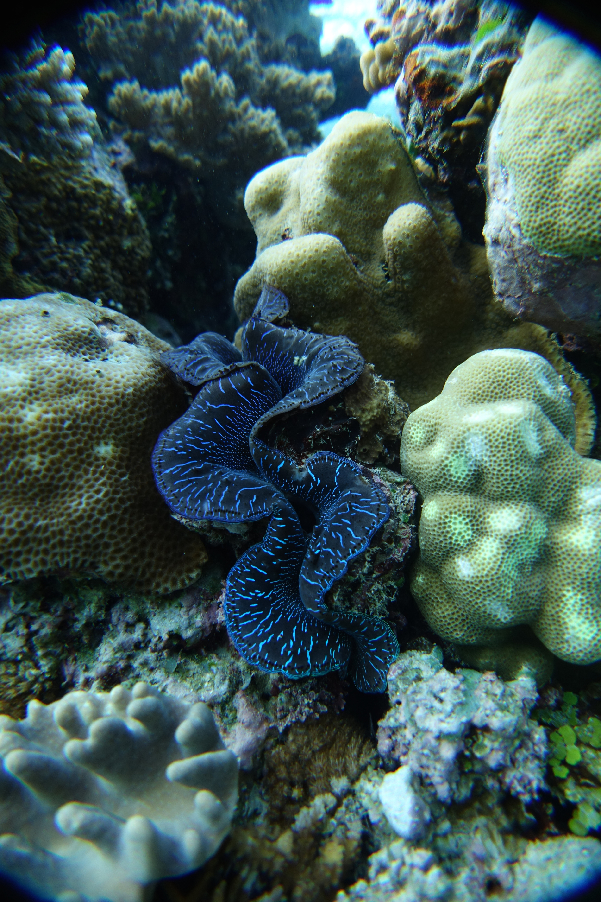 Burrowing clam
