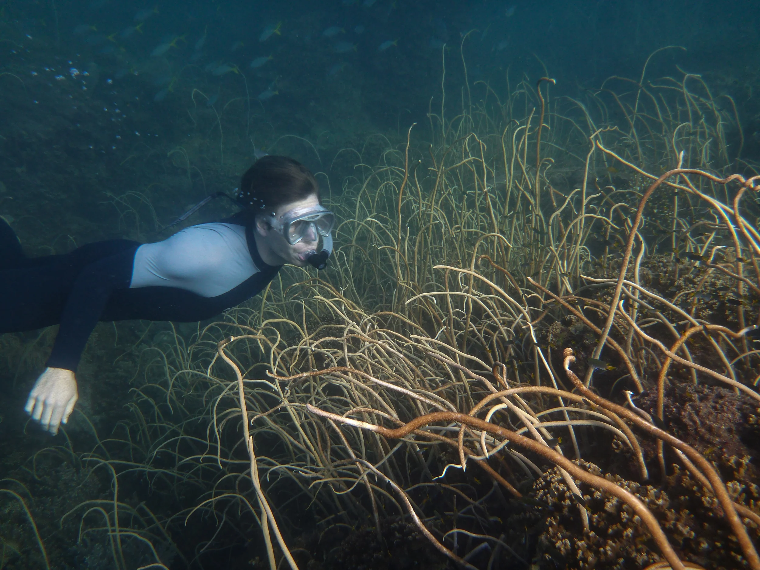 Low Isles underwater