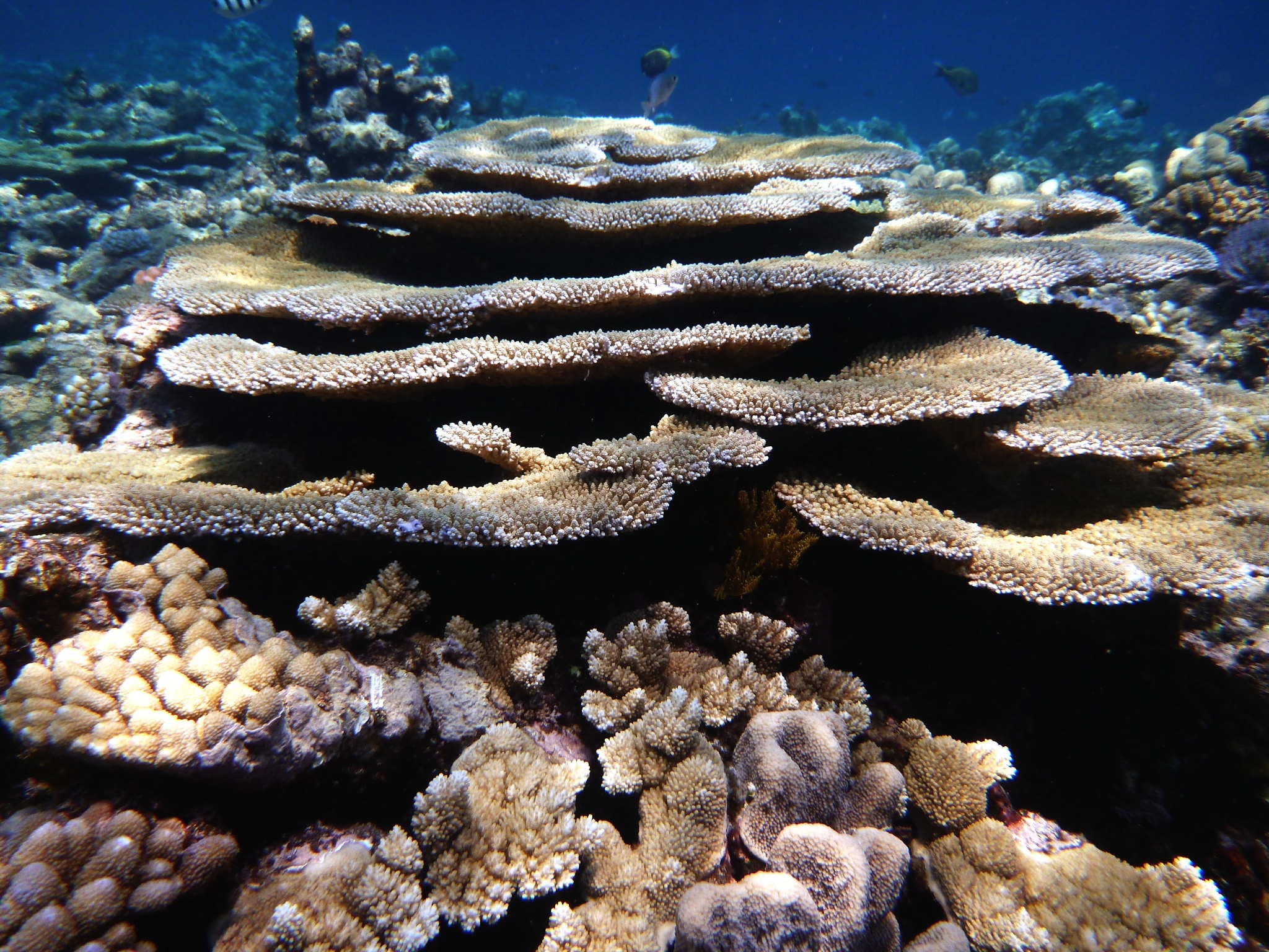 20150804General ReefVarious265.jpg