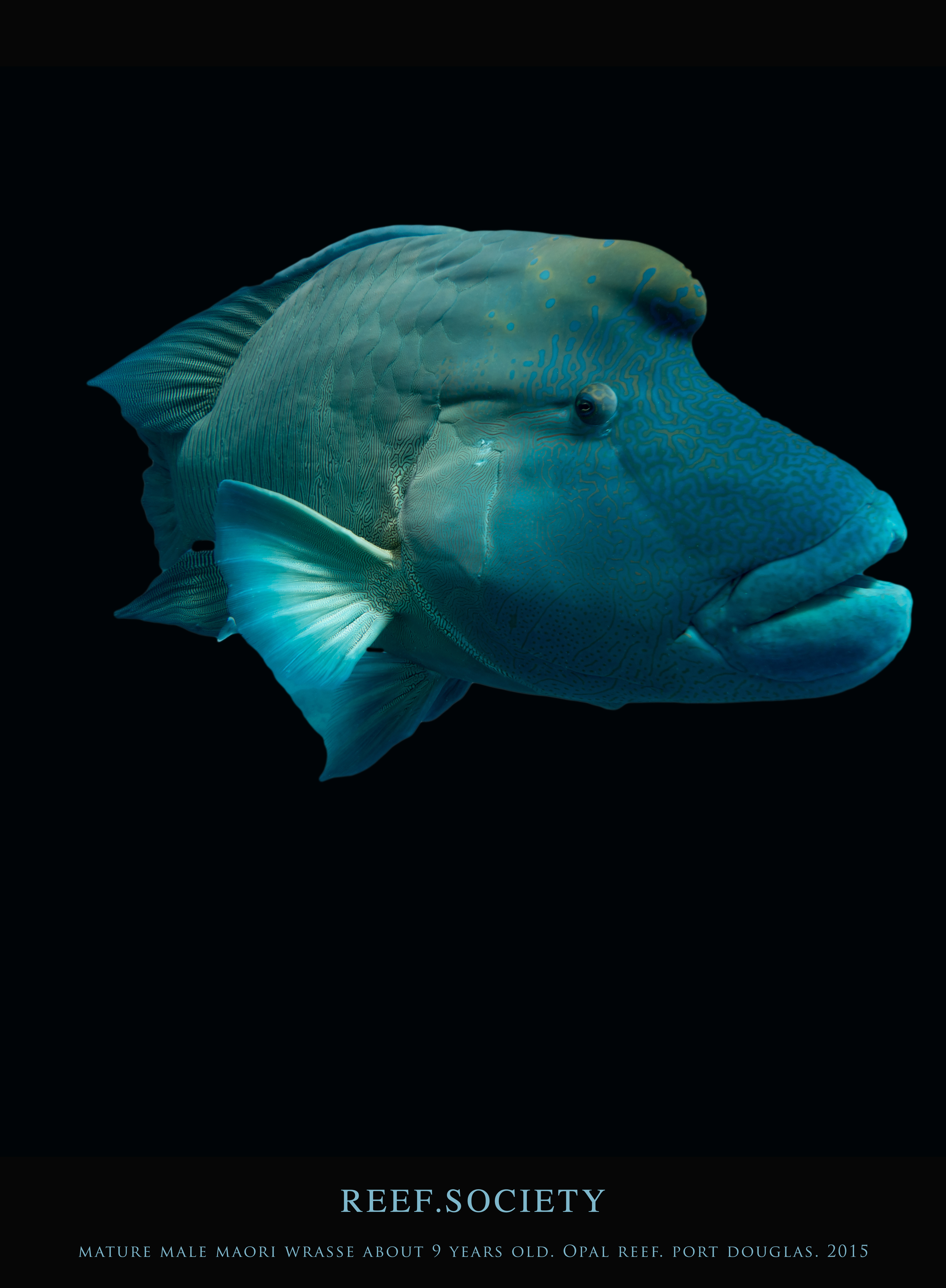 M wrasse poster.jpg