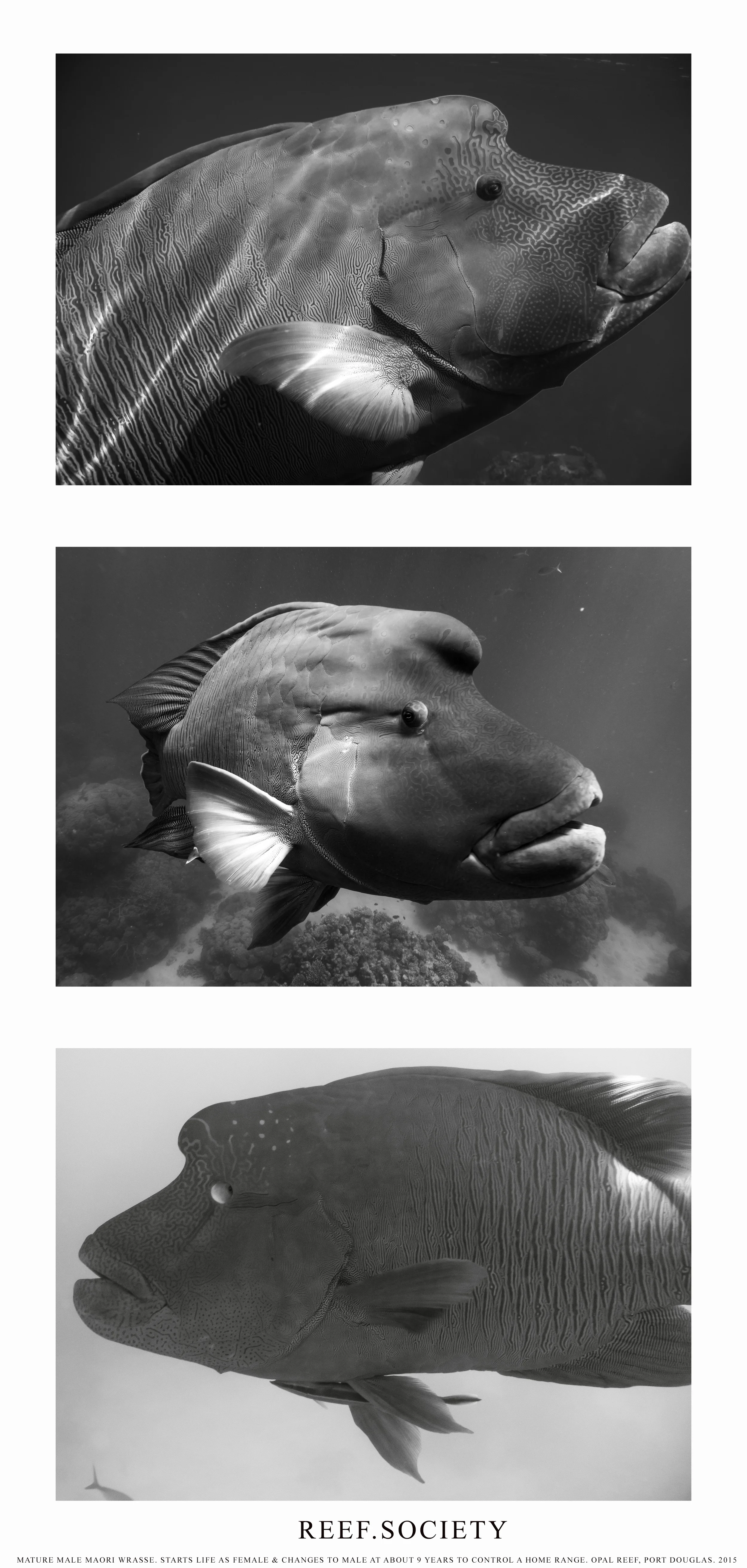Maori Wrasse Black and White.jpg