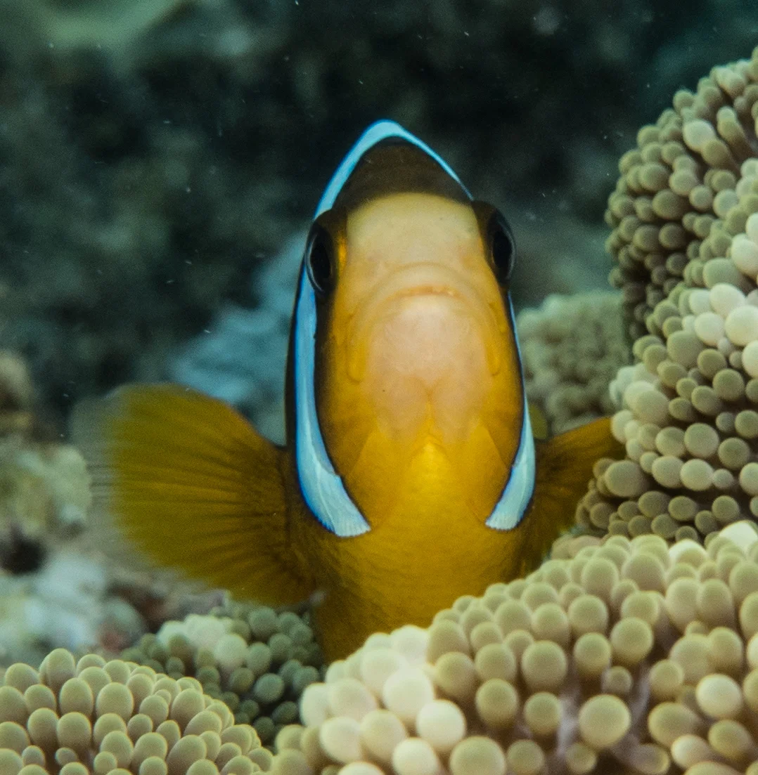 Click here for FISH