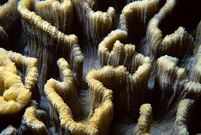 Click here for CORALS
