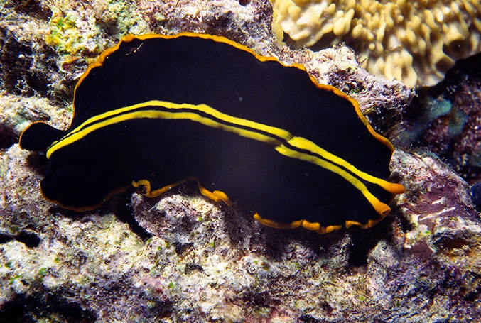 Click here for CRITTERS