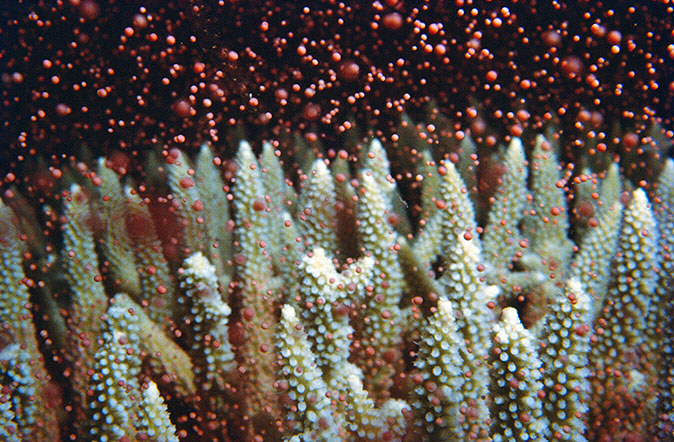 Coral Spawning - an annual event