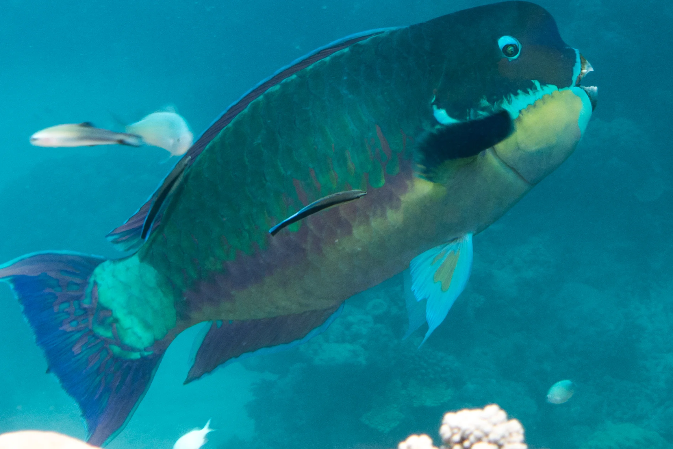 Male Parrotfish
