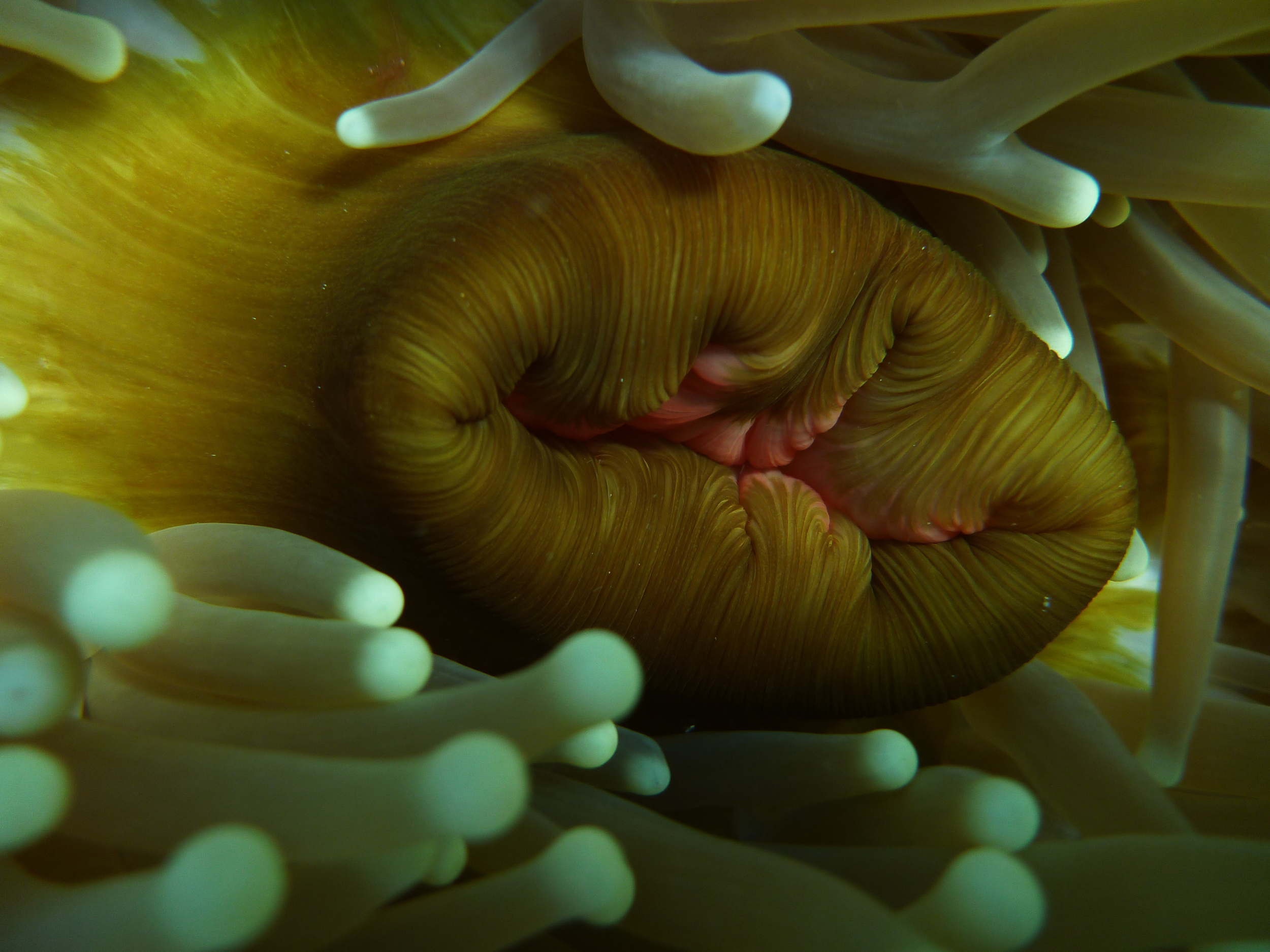 The mouth of an Anemone