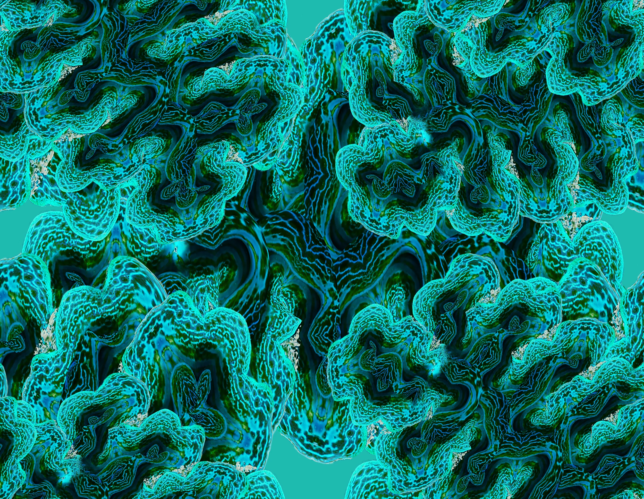 Clam Colours at Low Isles