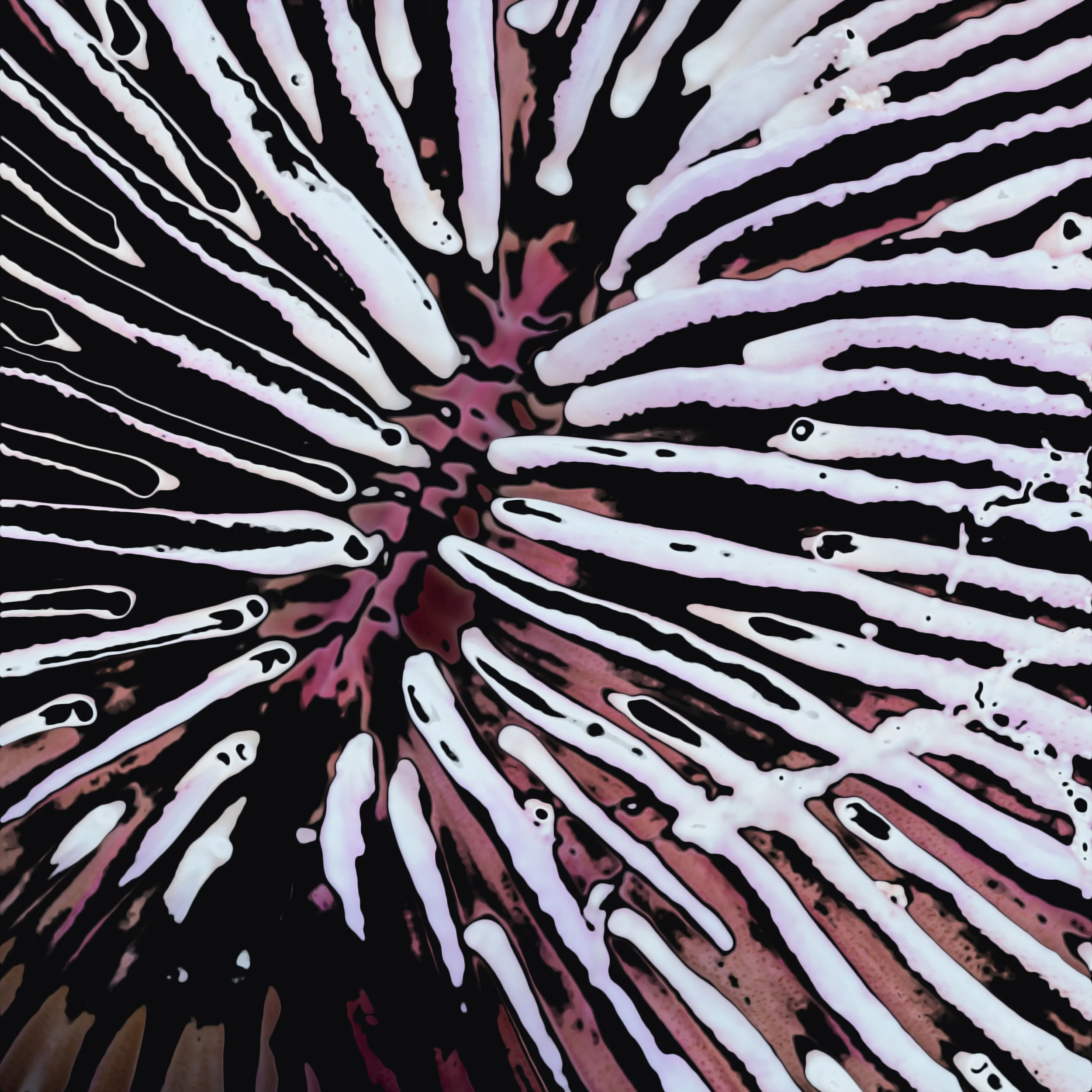 Fungia - Mushroom Coral