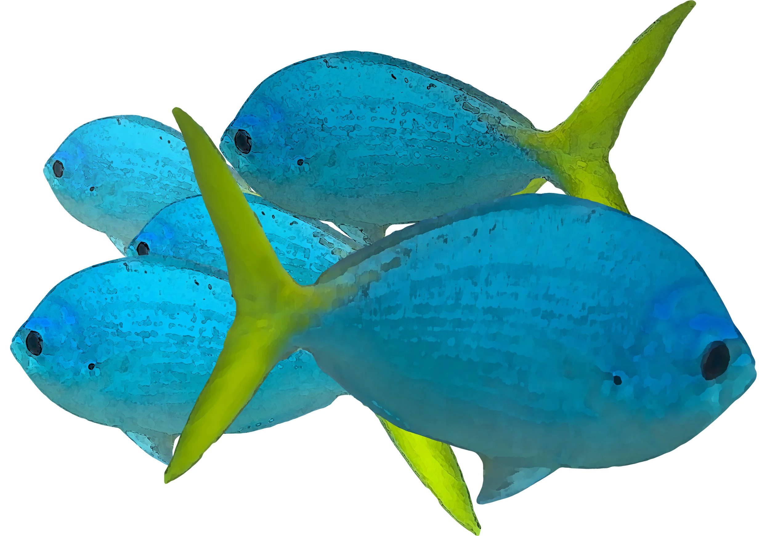 Yellow Tailed Fusiliers