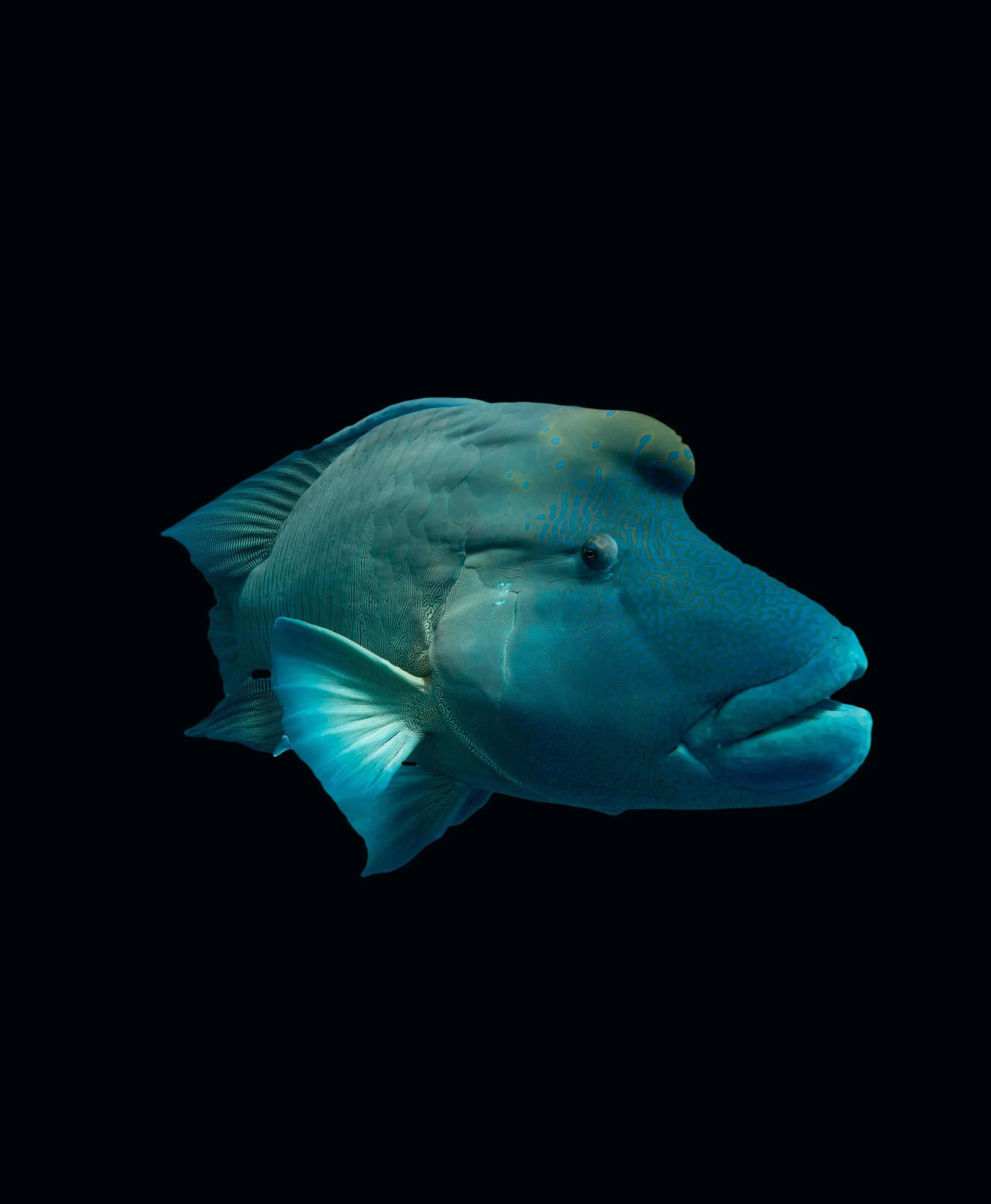 M wrasse 2.jpg
