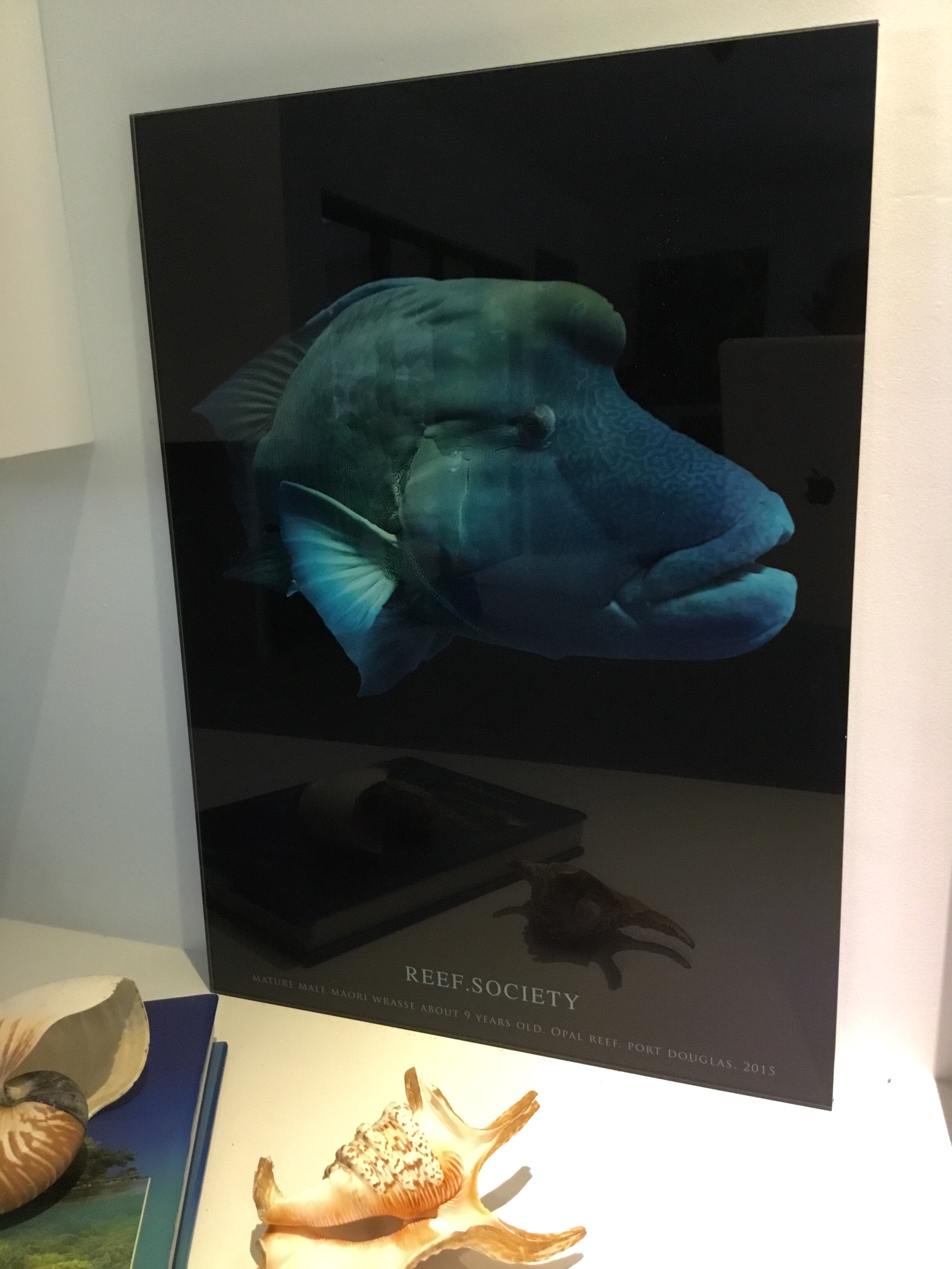 FullSizeRender 3.jpg