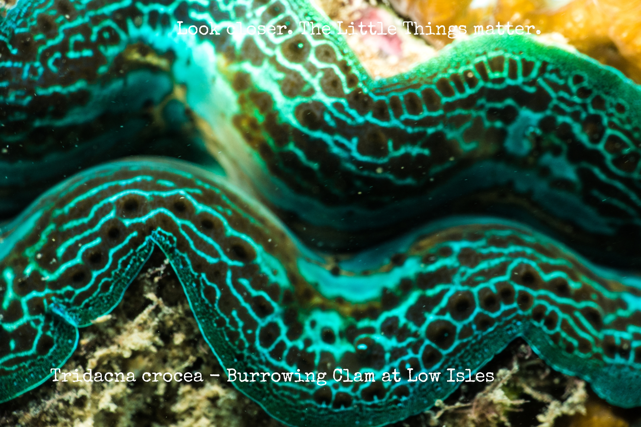 Reef Society Low Isles 160101-11Clam.jpg