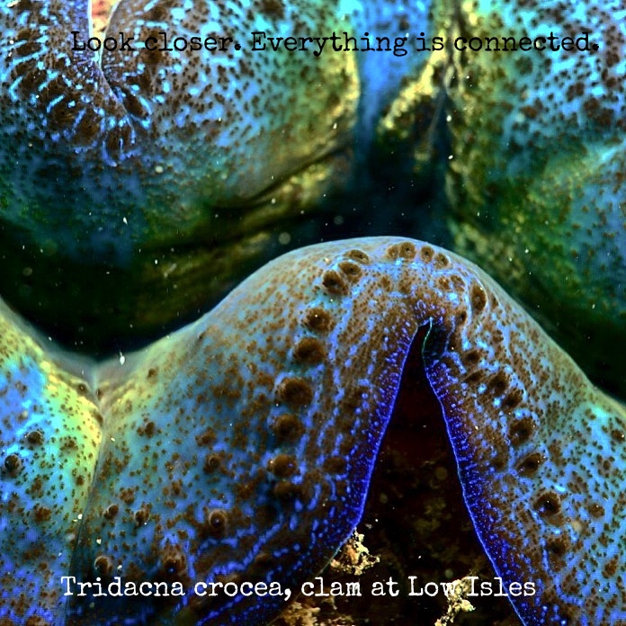 Reef Society Low Isles 160101-2Clam.jpg