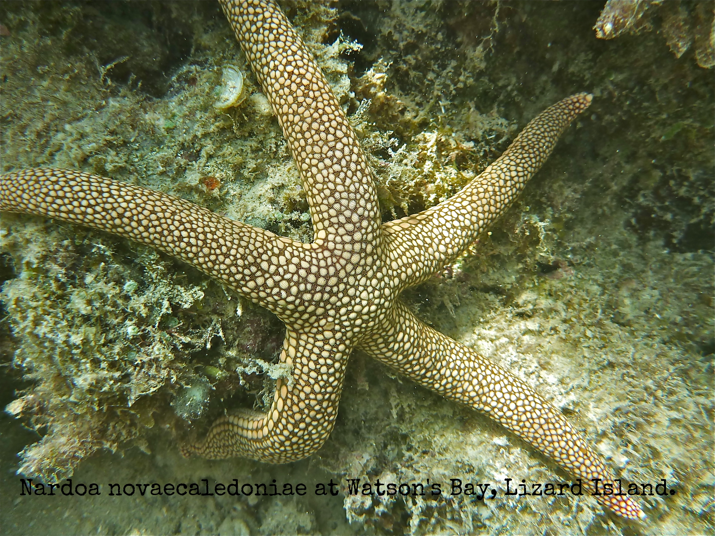 Nardoa novaecaledoniae