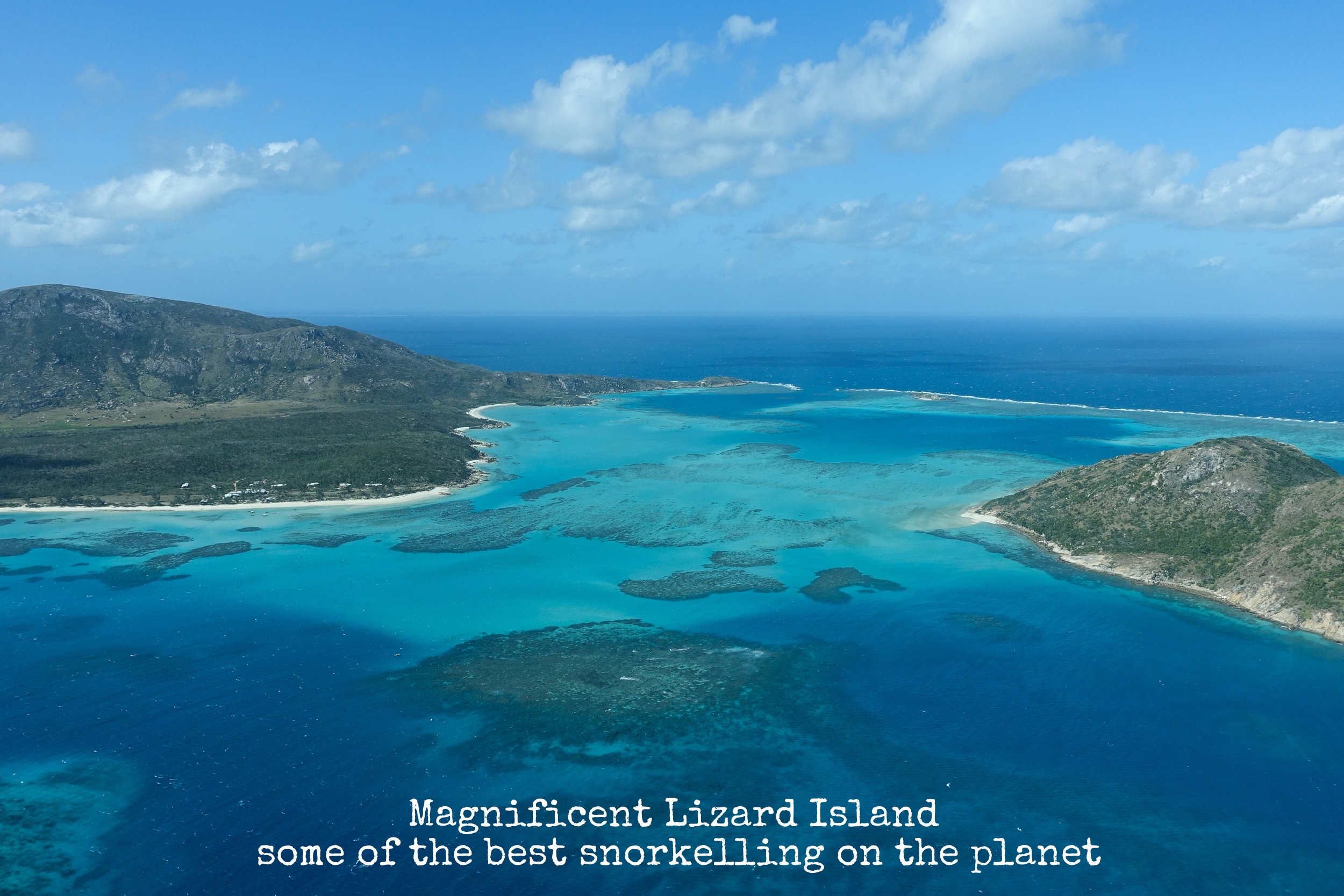 20150627LizardBahama August1.jpg