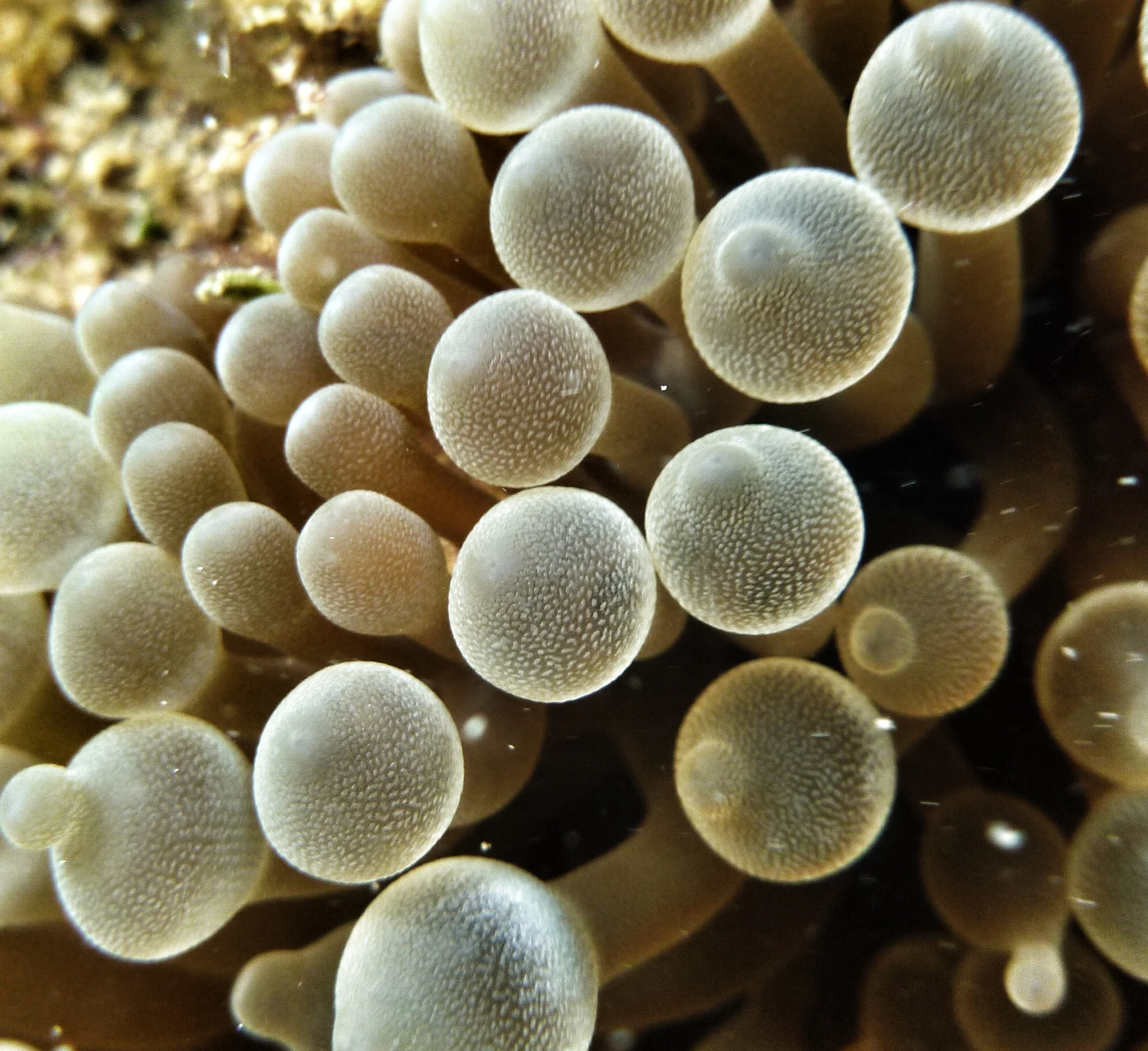 20140316MacroVarious52.jpg