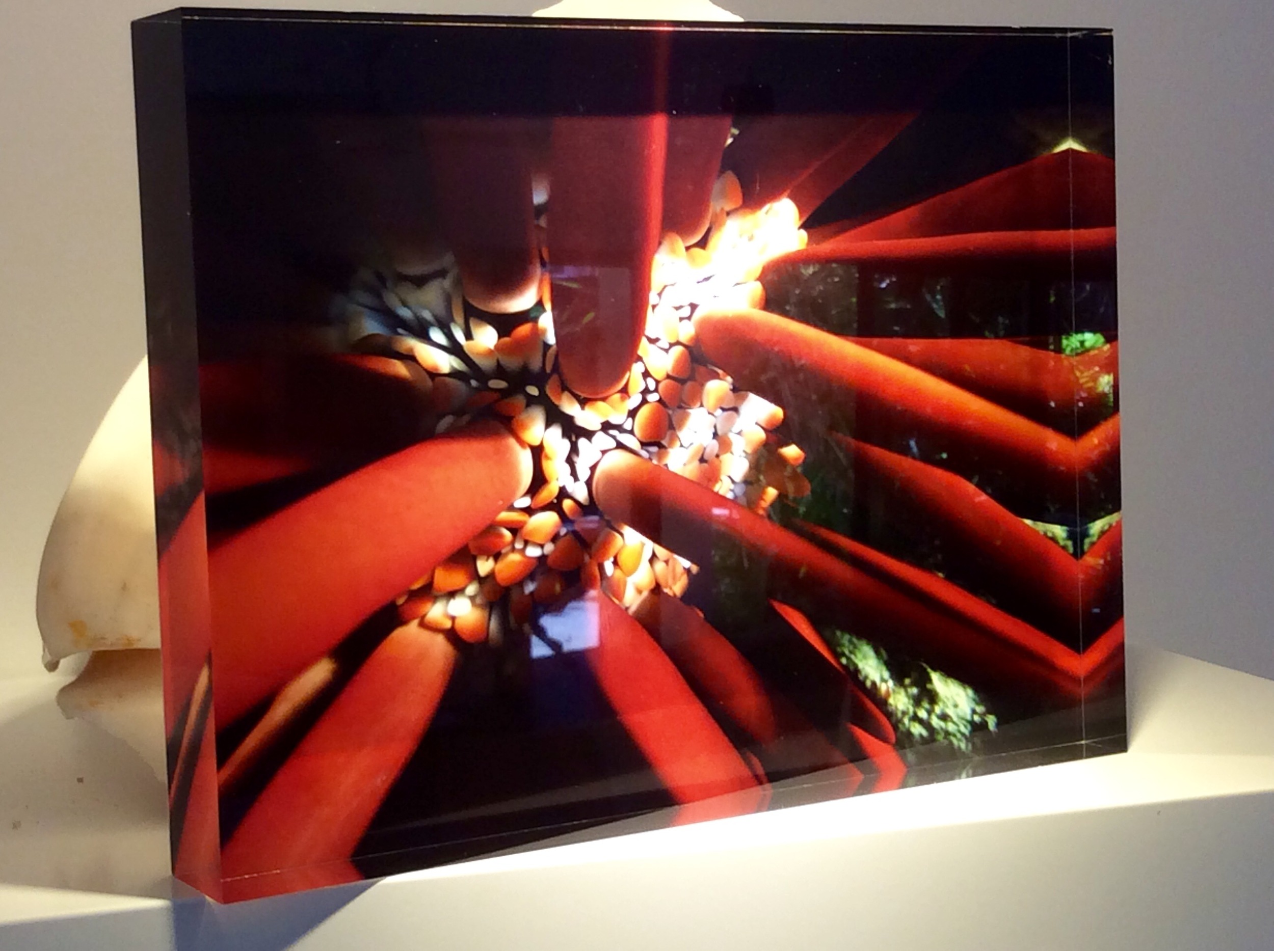 Slate pencil urchin on Acrylic Block.jpg