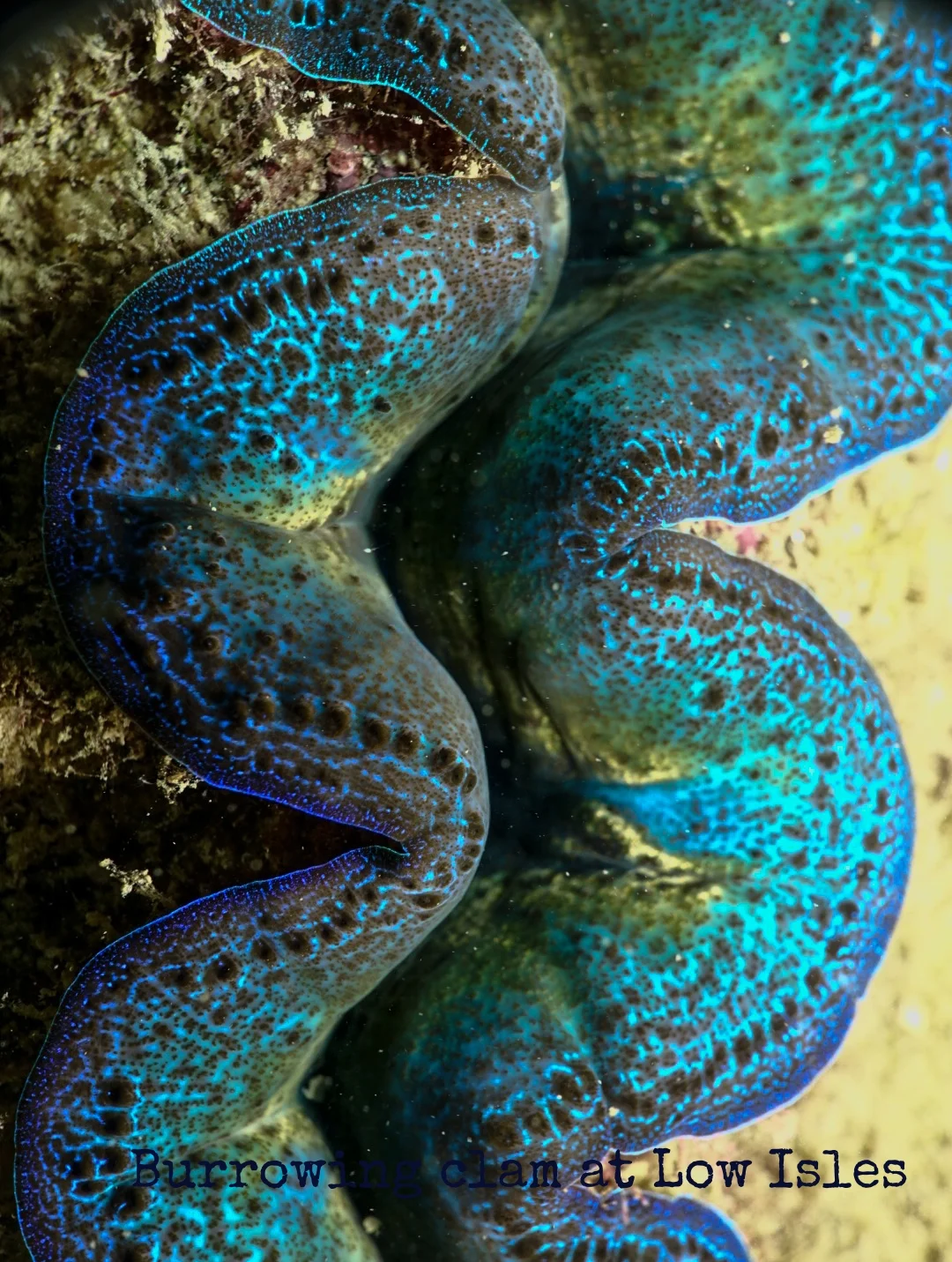 Reef Society Low Isles 160101-1Clam.jpg