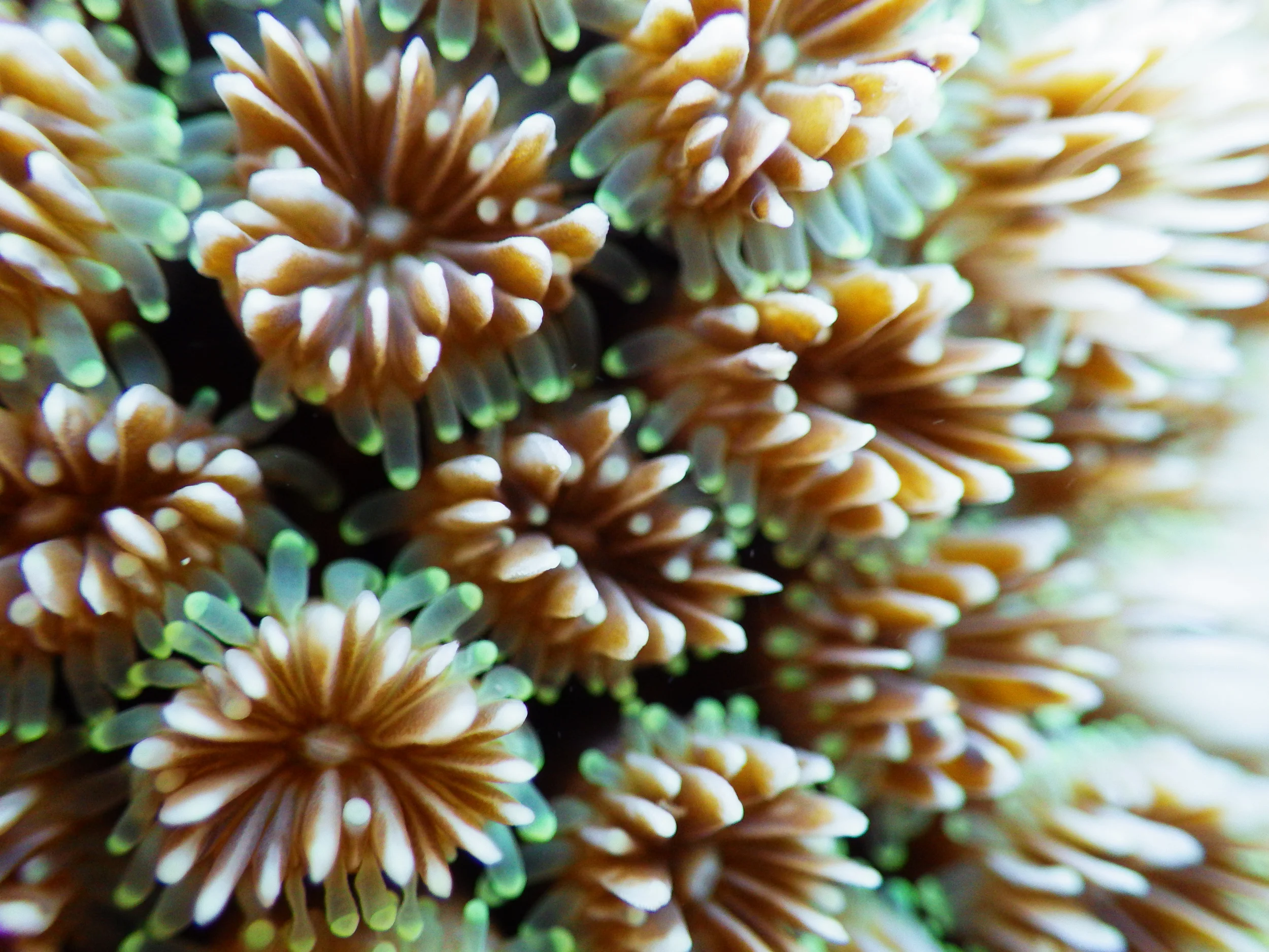 20150426MacroVarious63.jpg