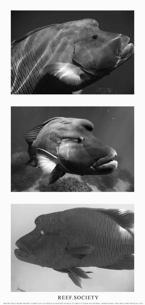 Maori Wrasse Black and White.jpg