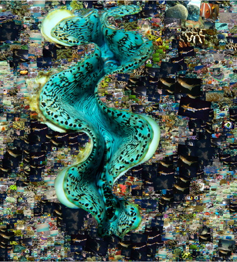 clam 1 Mosaic LR.jpg